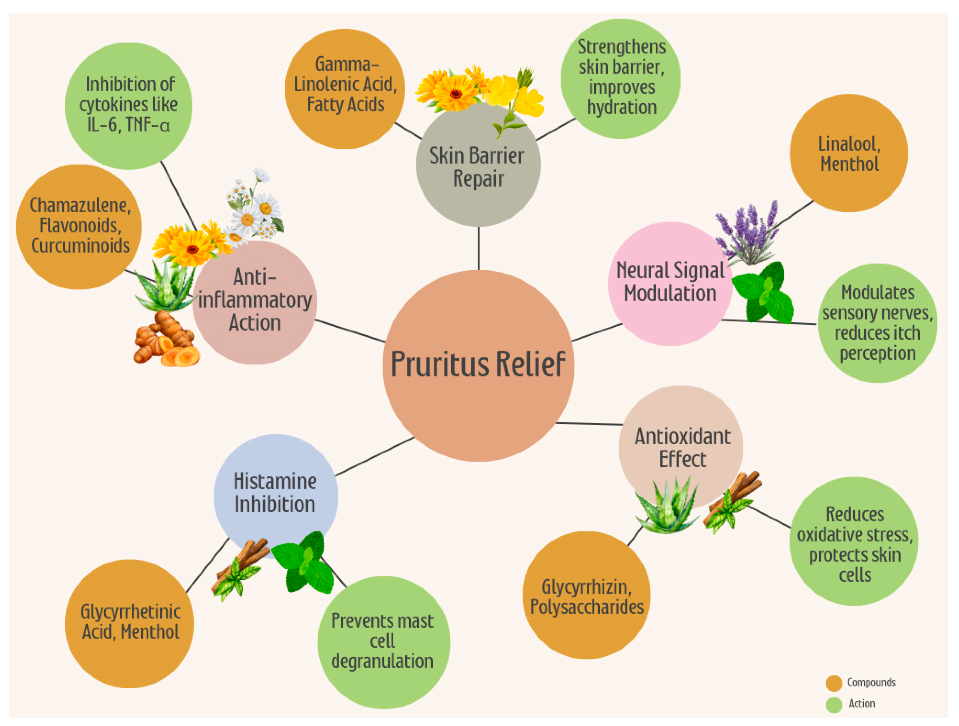 Plants 13 03515 g001