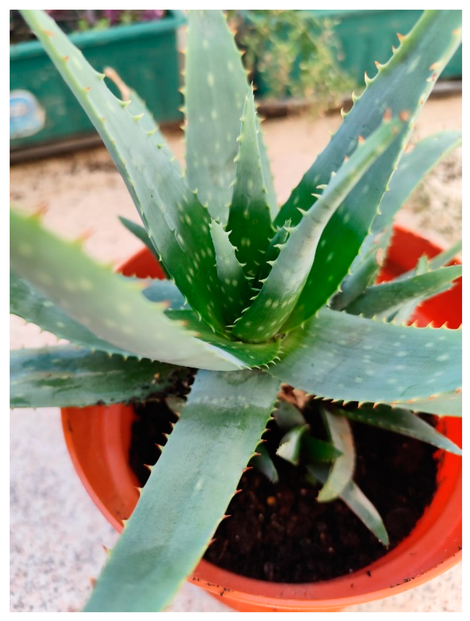 Plants 13 03515 g002