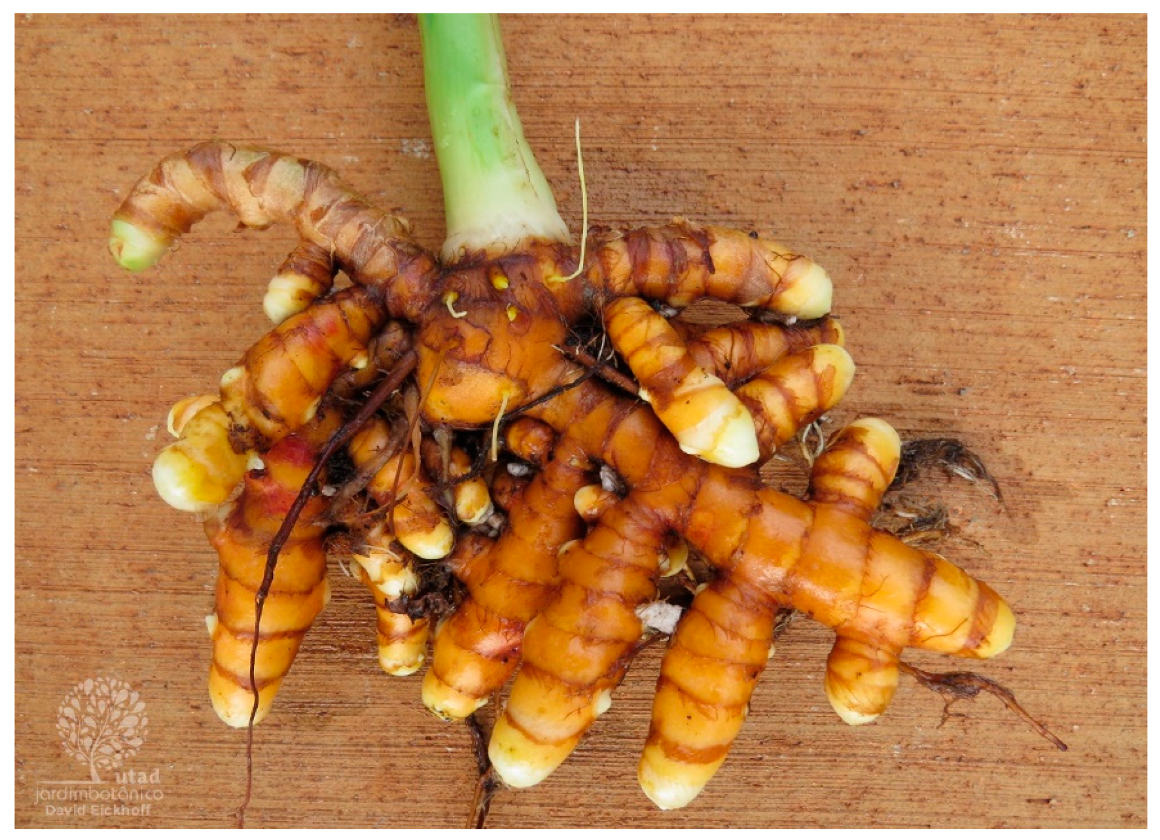 Plants 13 03515 g006