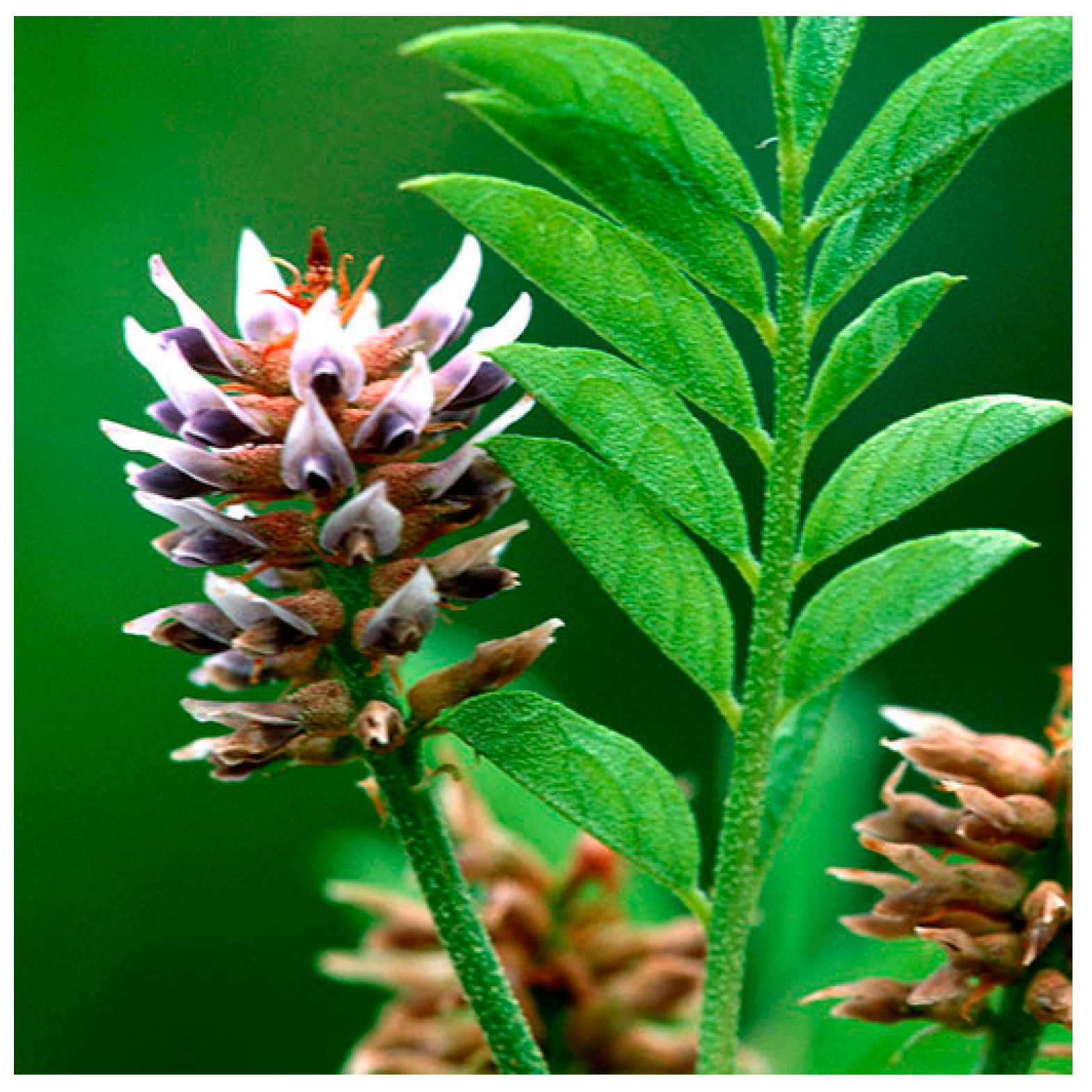 Plants 13 03515 g008