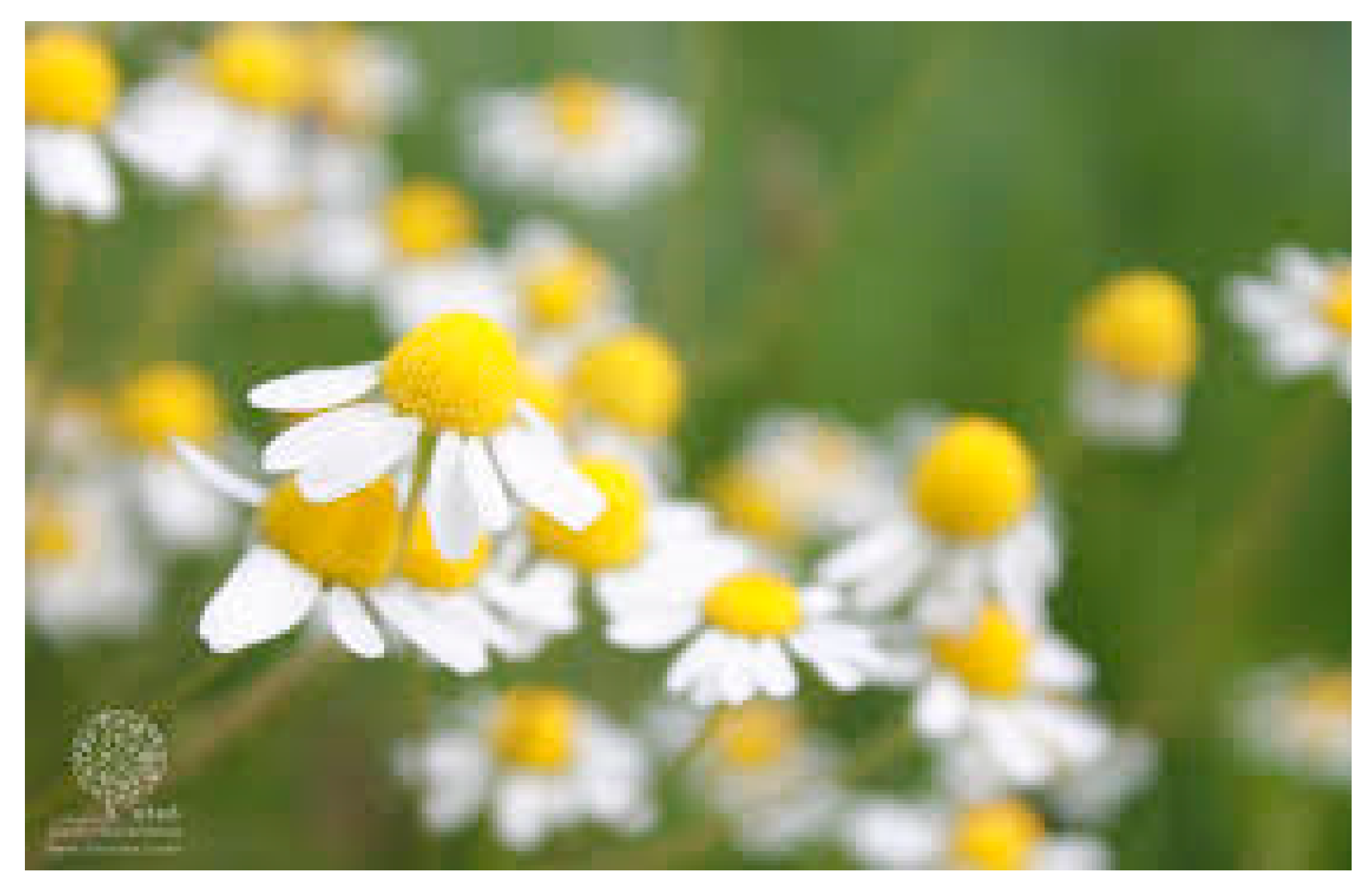 Plants 13 03515 g010