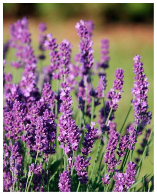 Plants 13 03515 g012