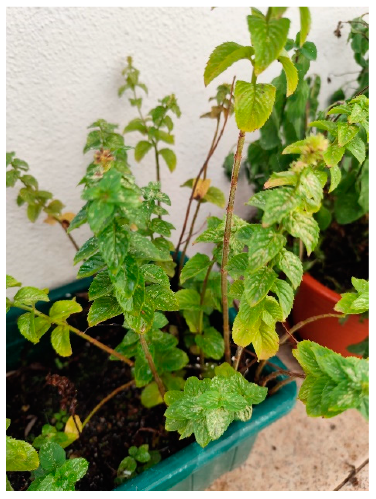 Plants 13 03515 g014