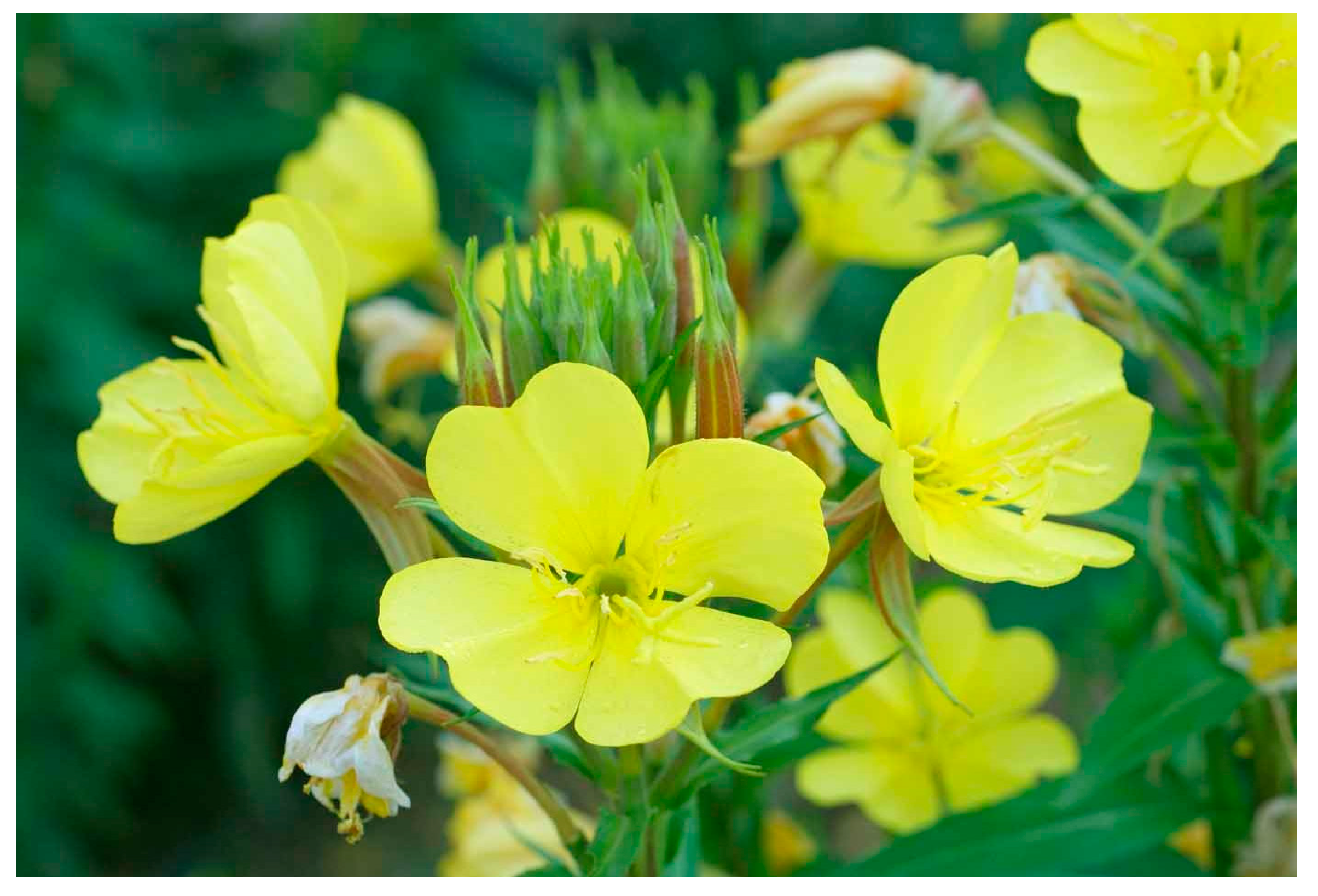 Plants 13 03515 g017