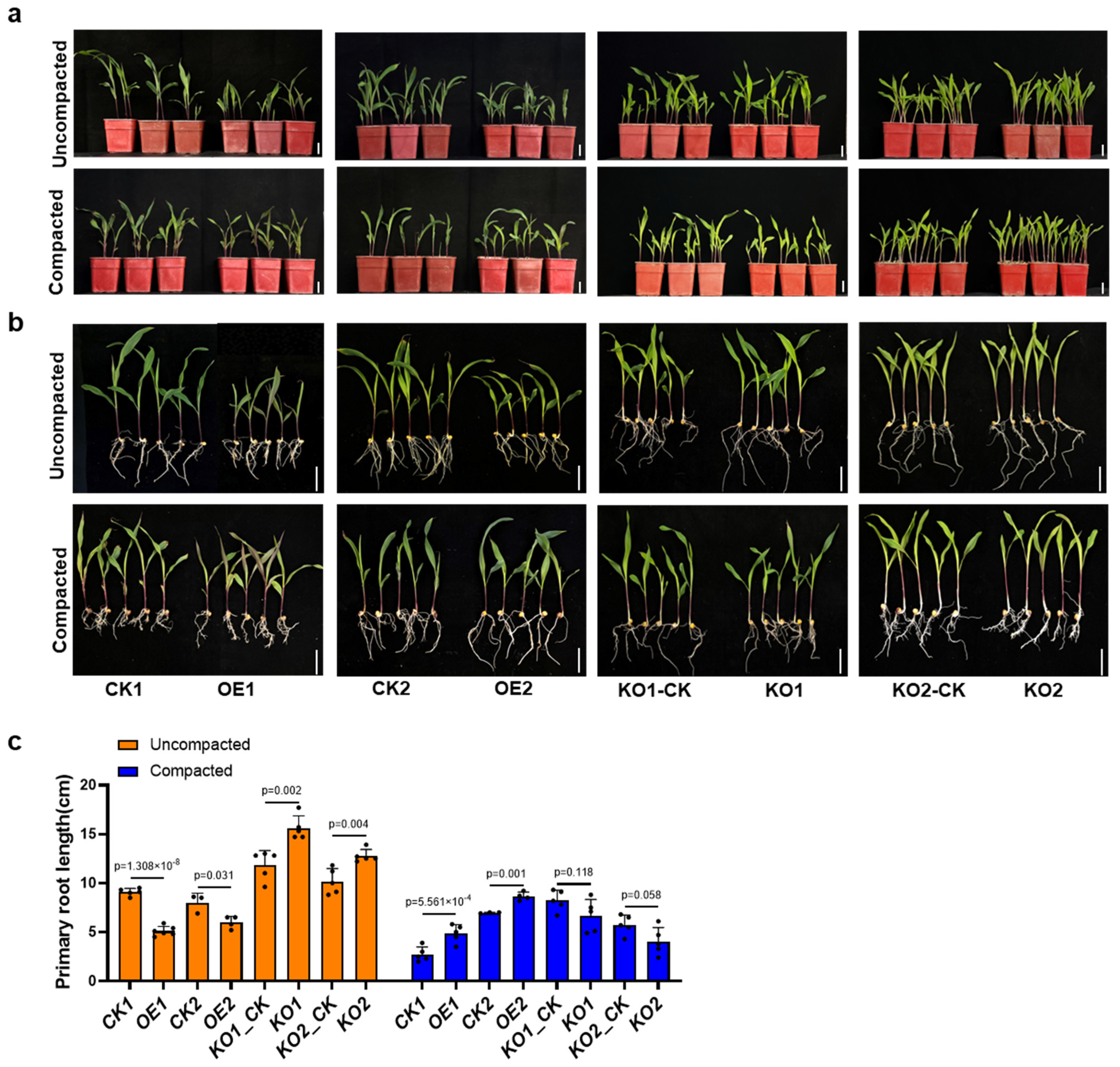 Plants 13 03525 g001 Plants 13 03525 g001
