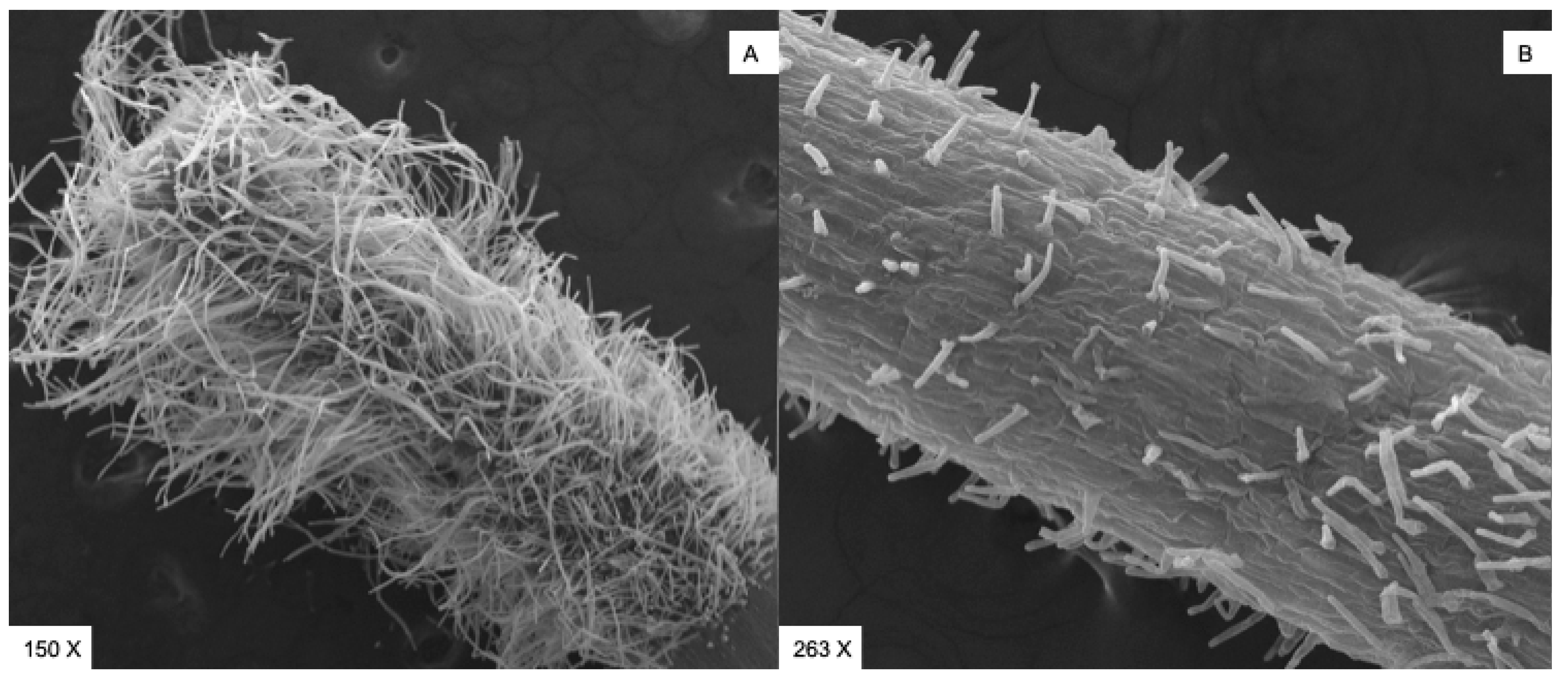 Plants 13 03527 g003