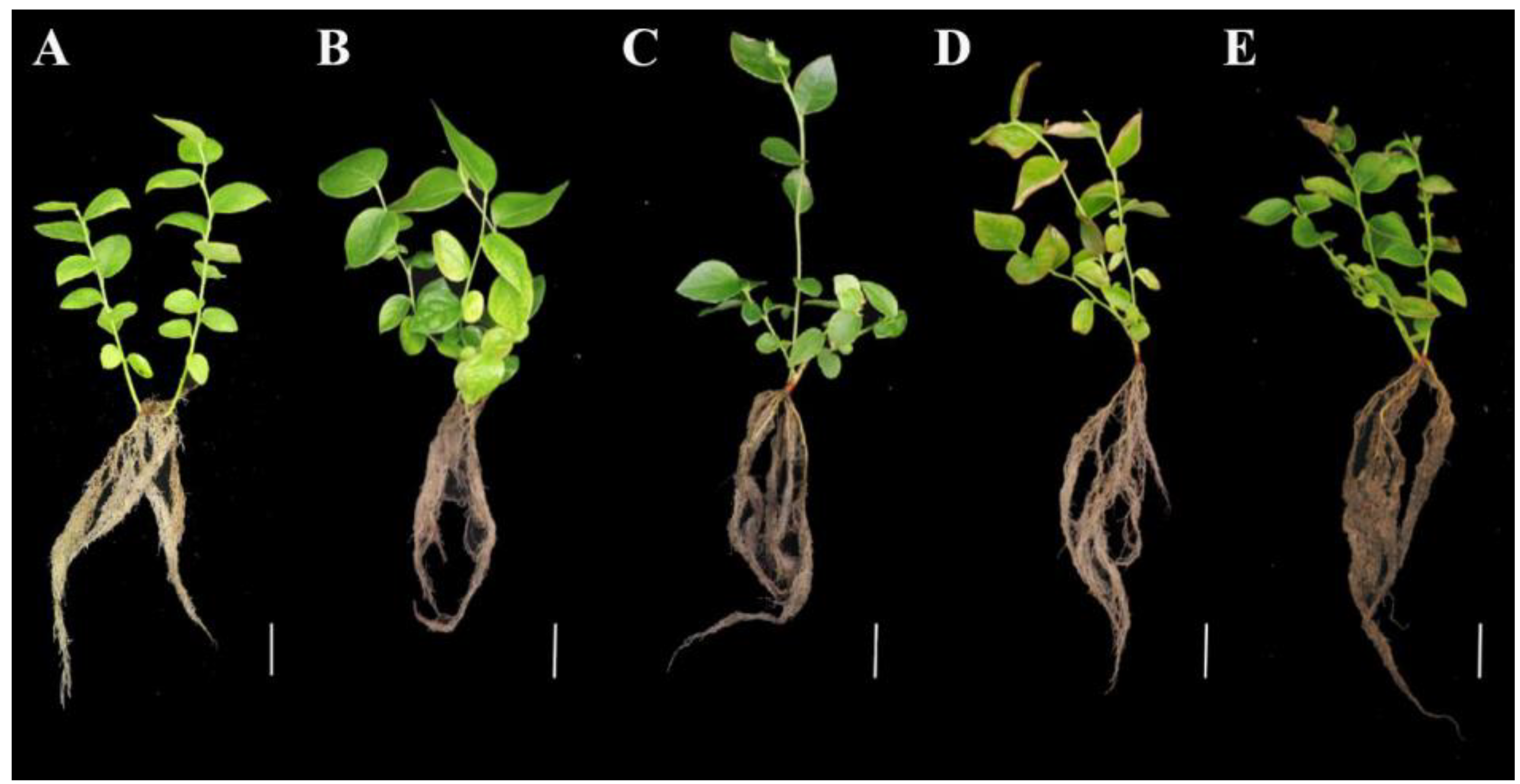 Plants 13 03528 g001