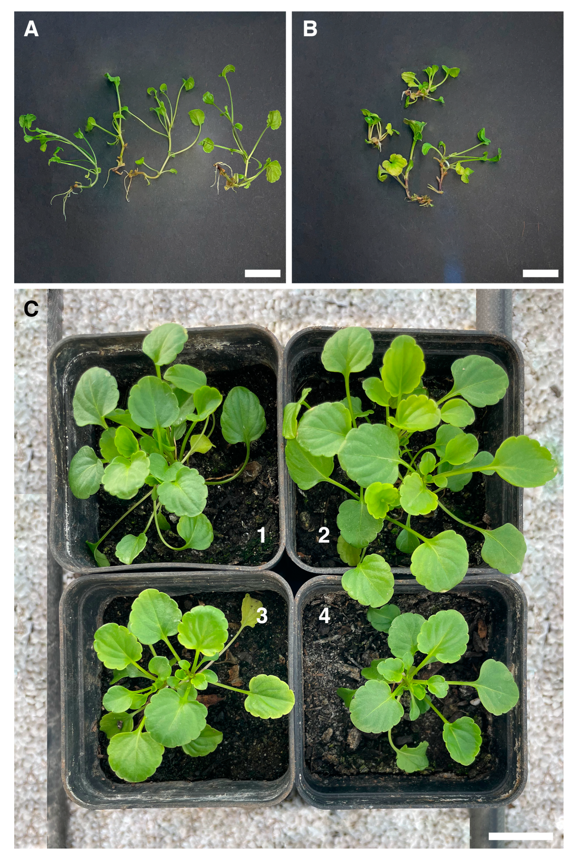 Plants 13 03530 g003