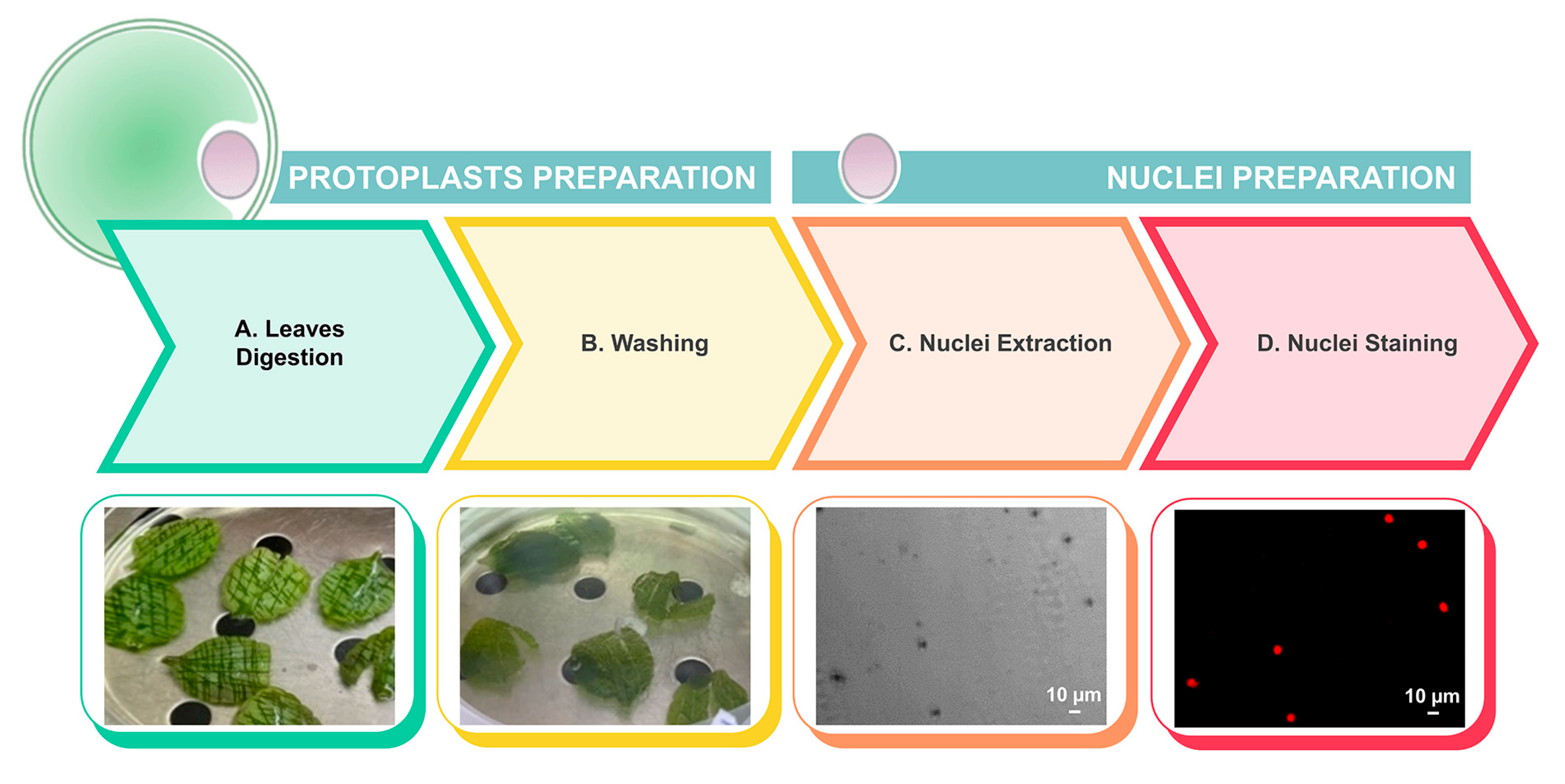 Plants 13 03530 g004