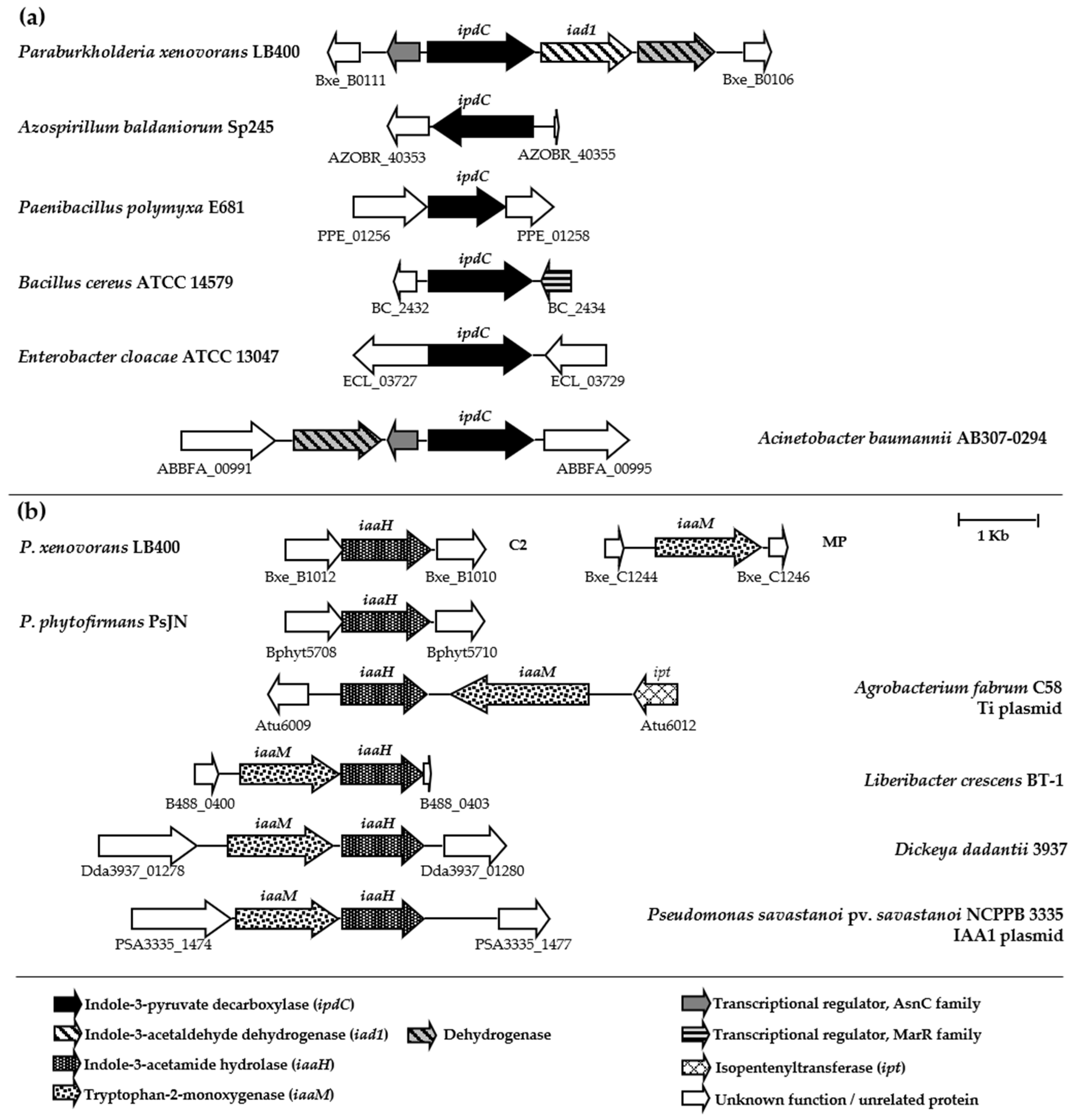 Plants 13 03533 g001