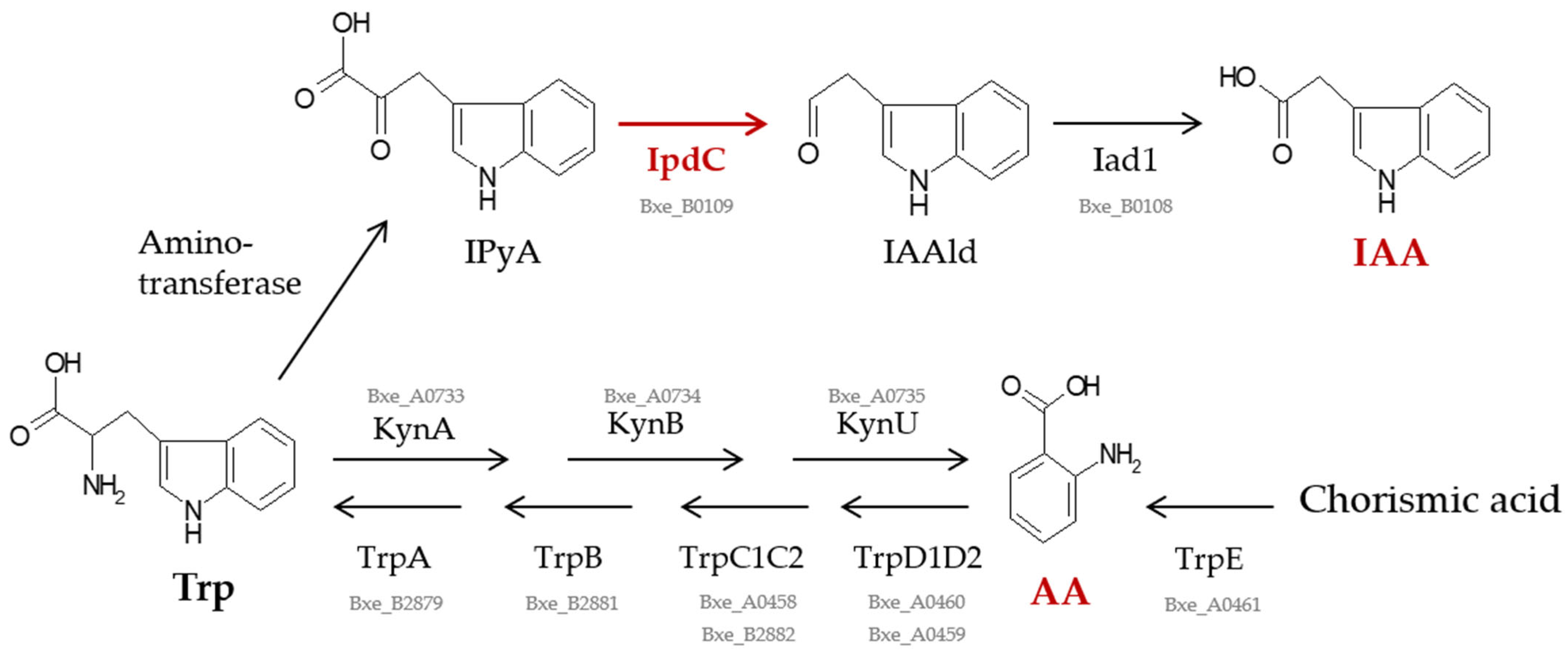 Plants 13 03533 g004