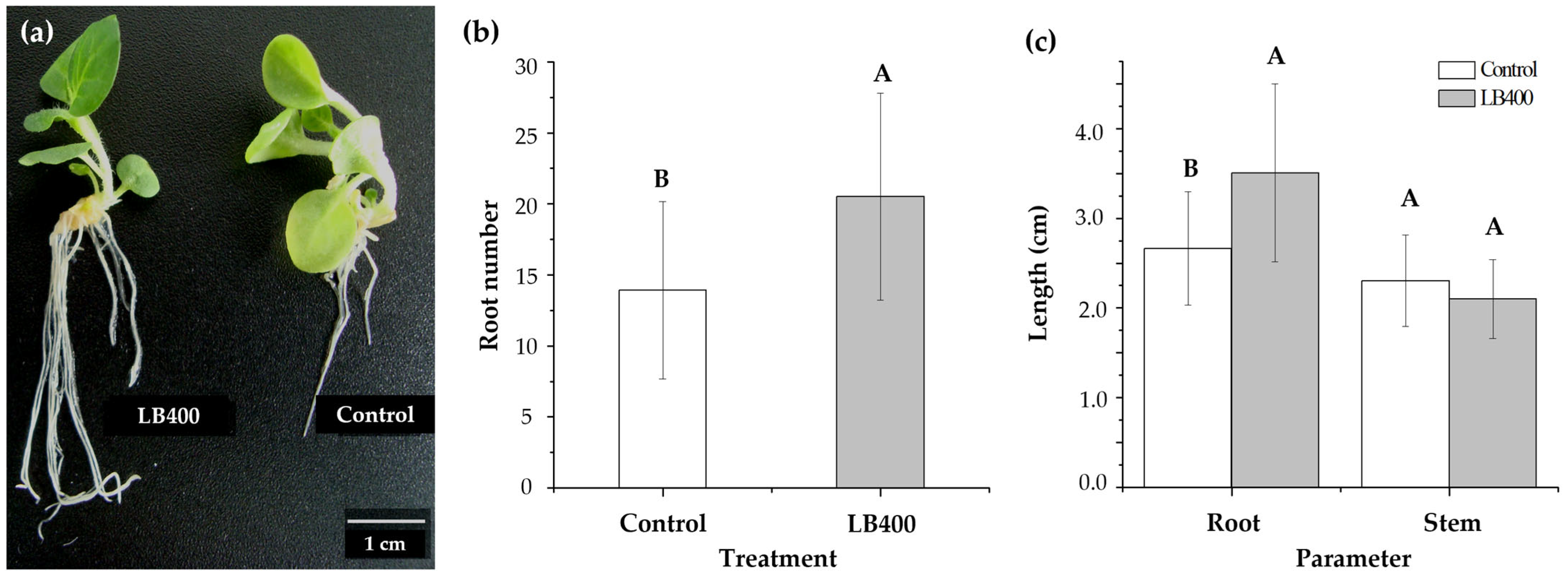 Plants 13 03533 g009