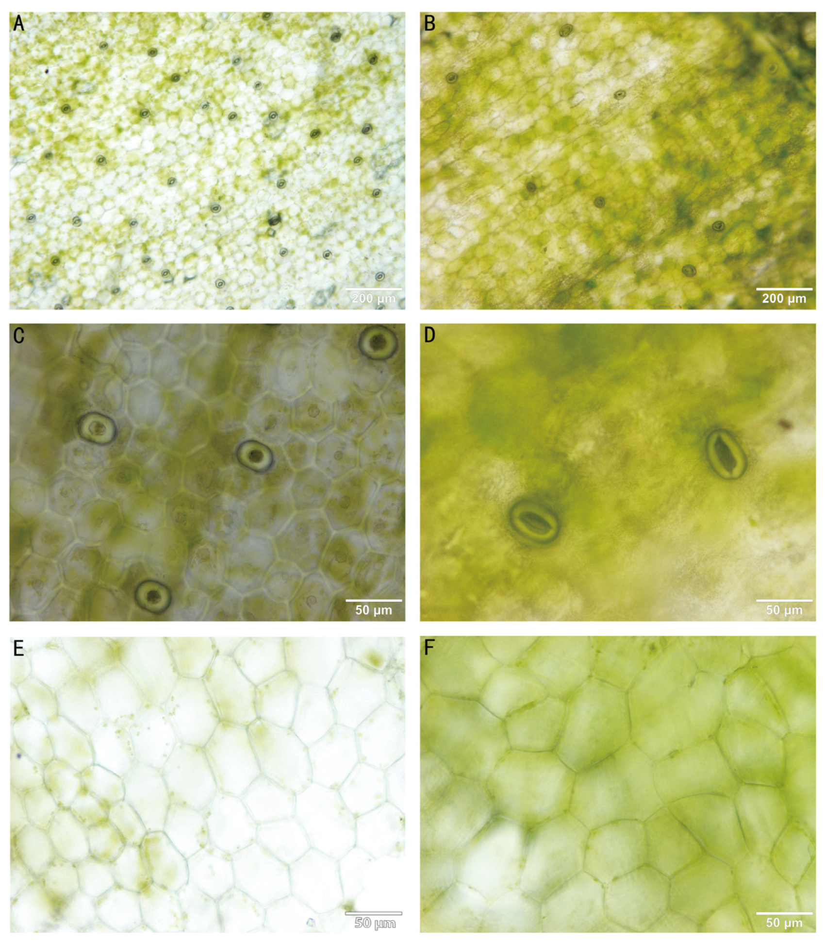 Plants 13 03535 g004