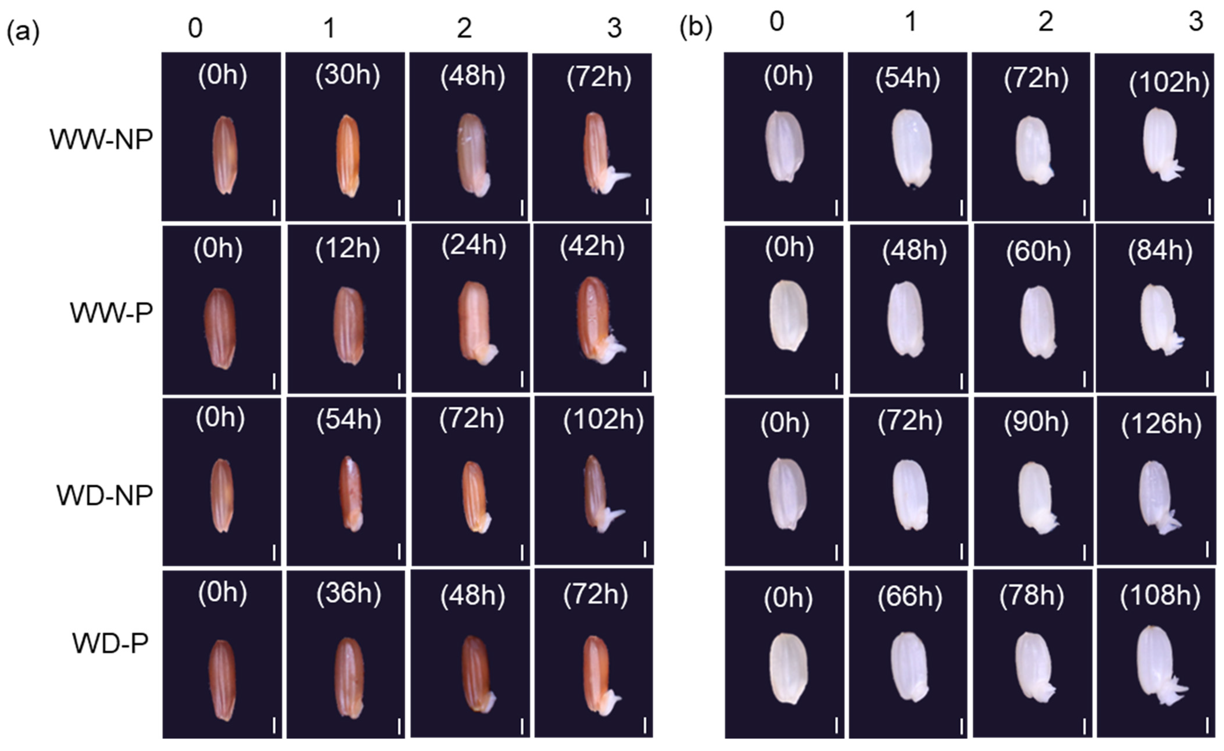 Plants 13 03537 g002