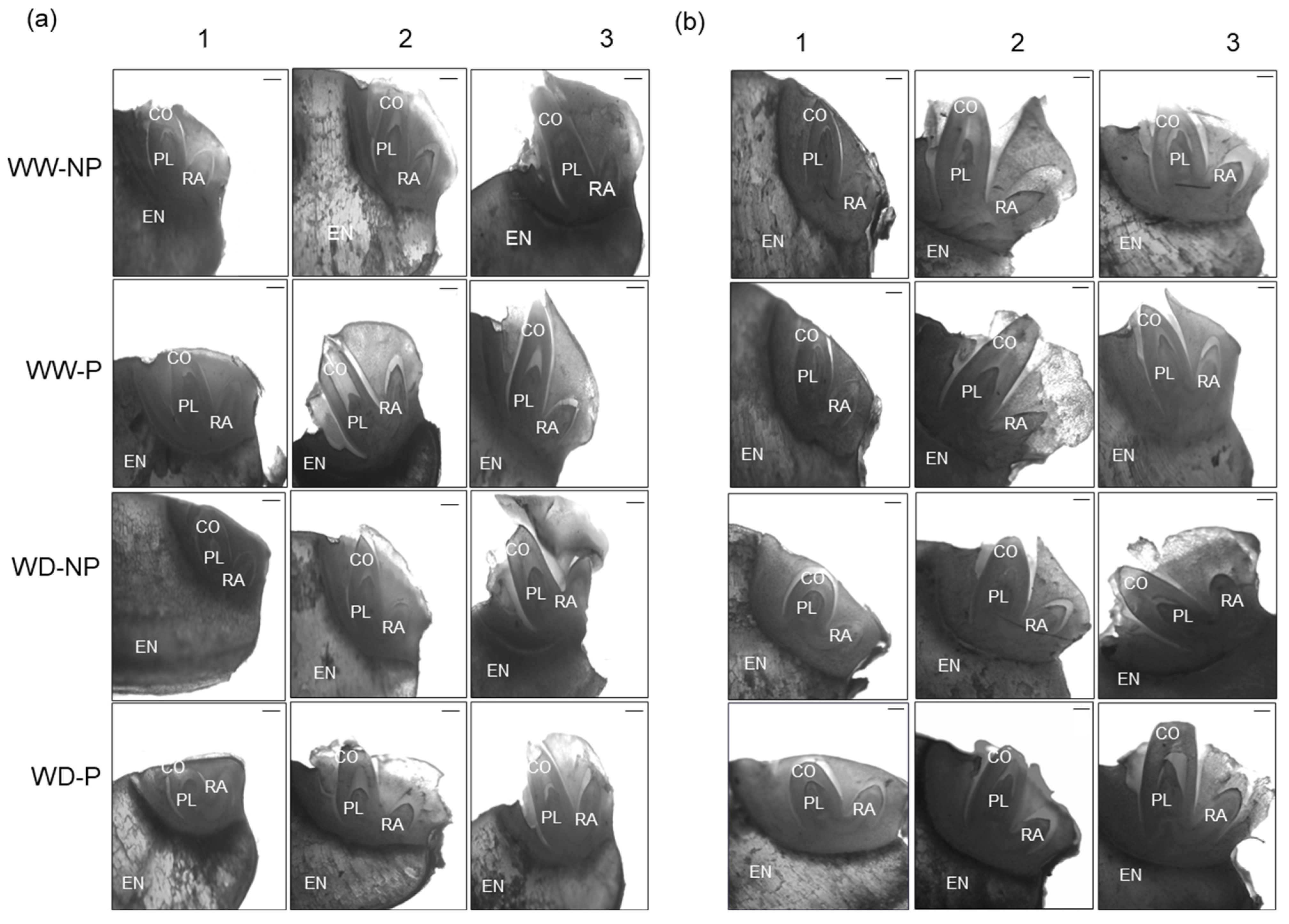 Plants 13 03537 g003