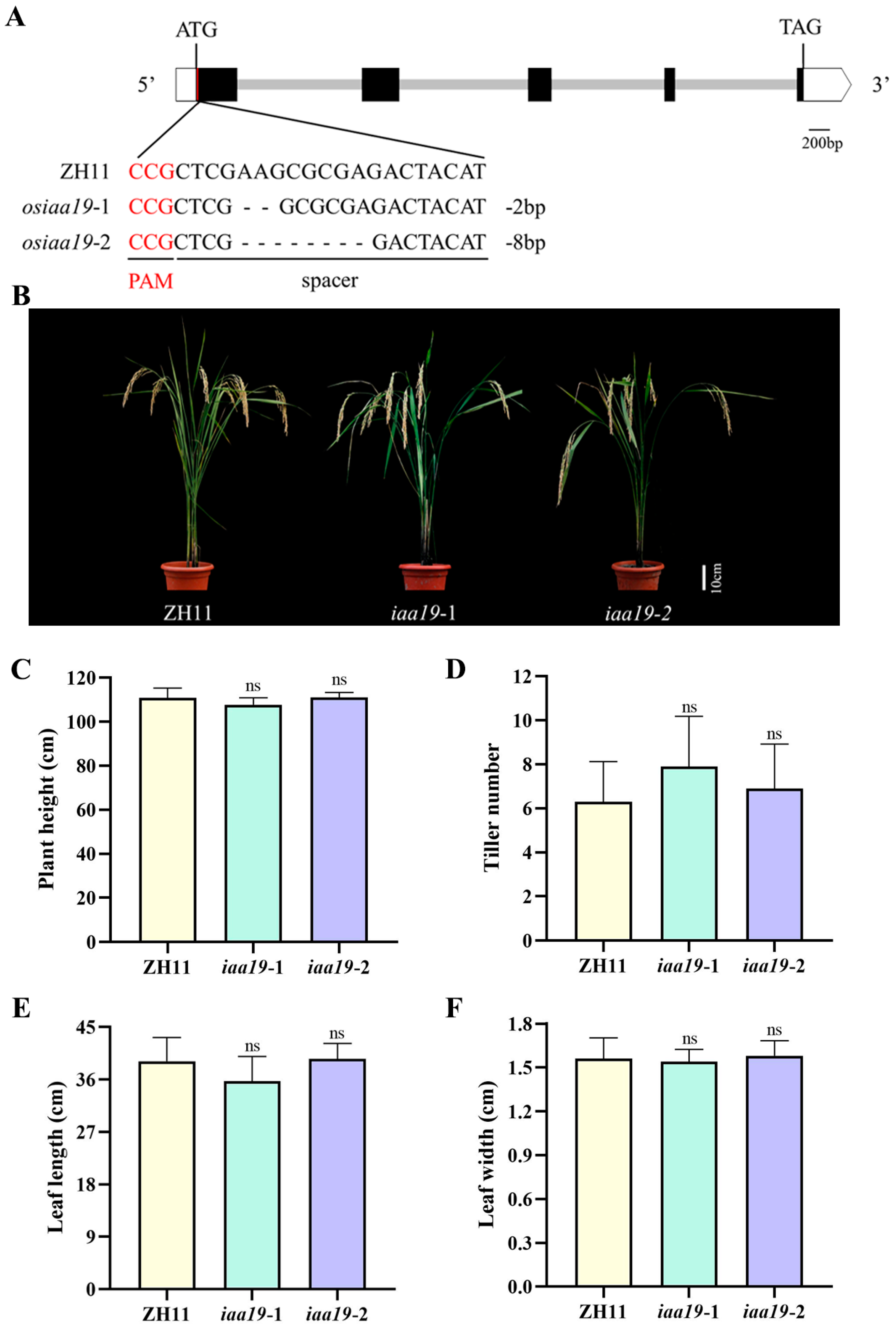 Plants 13 03538 g003