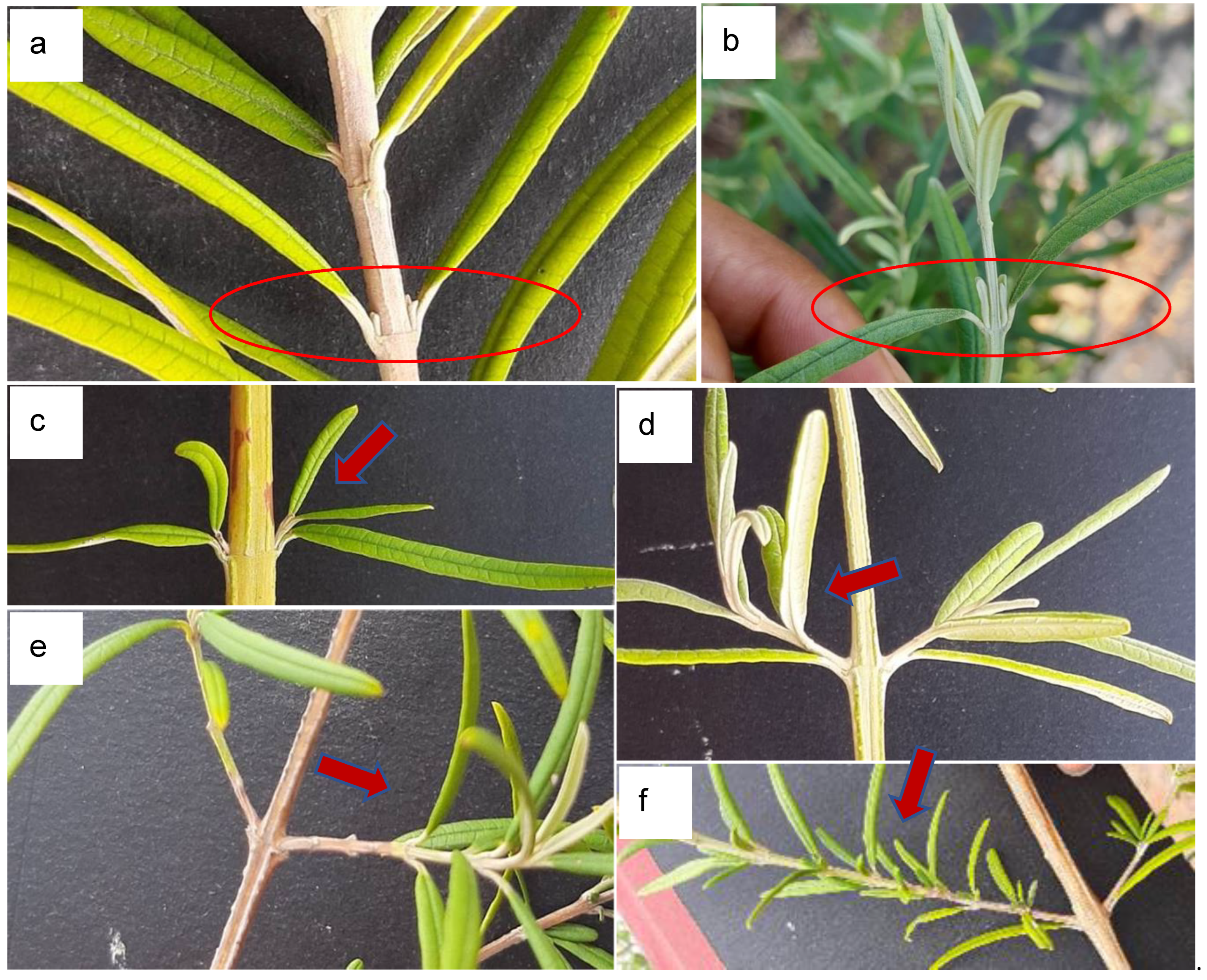 Plants 13 03542 g002 Plants 13 03542 g002