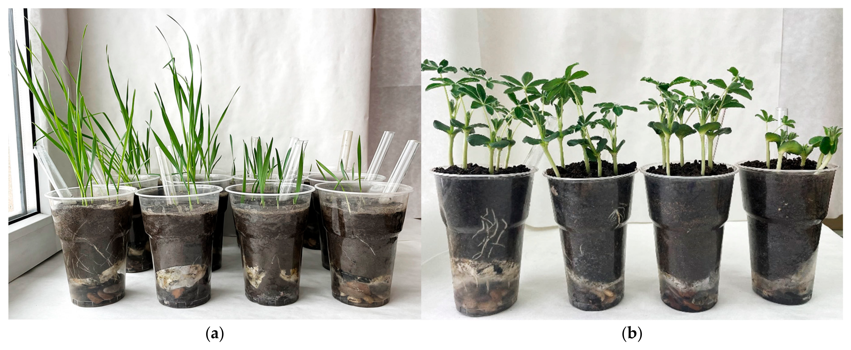 Plants 13 03560 g001