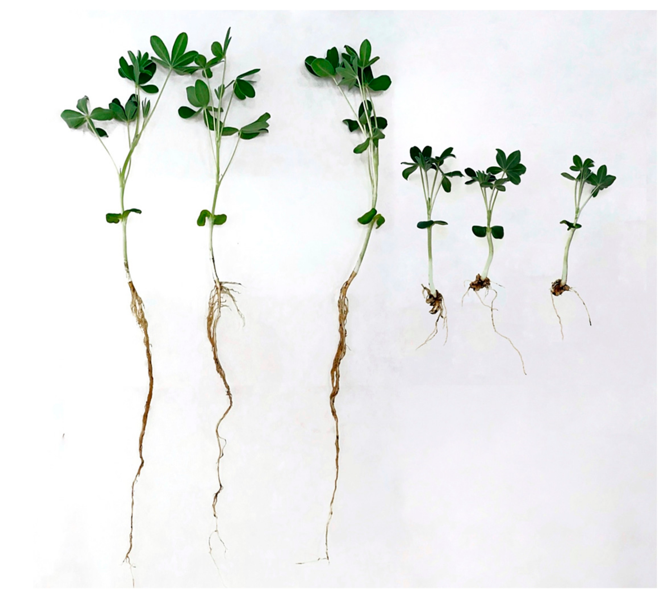 Plants 13 03560 g002