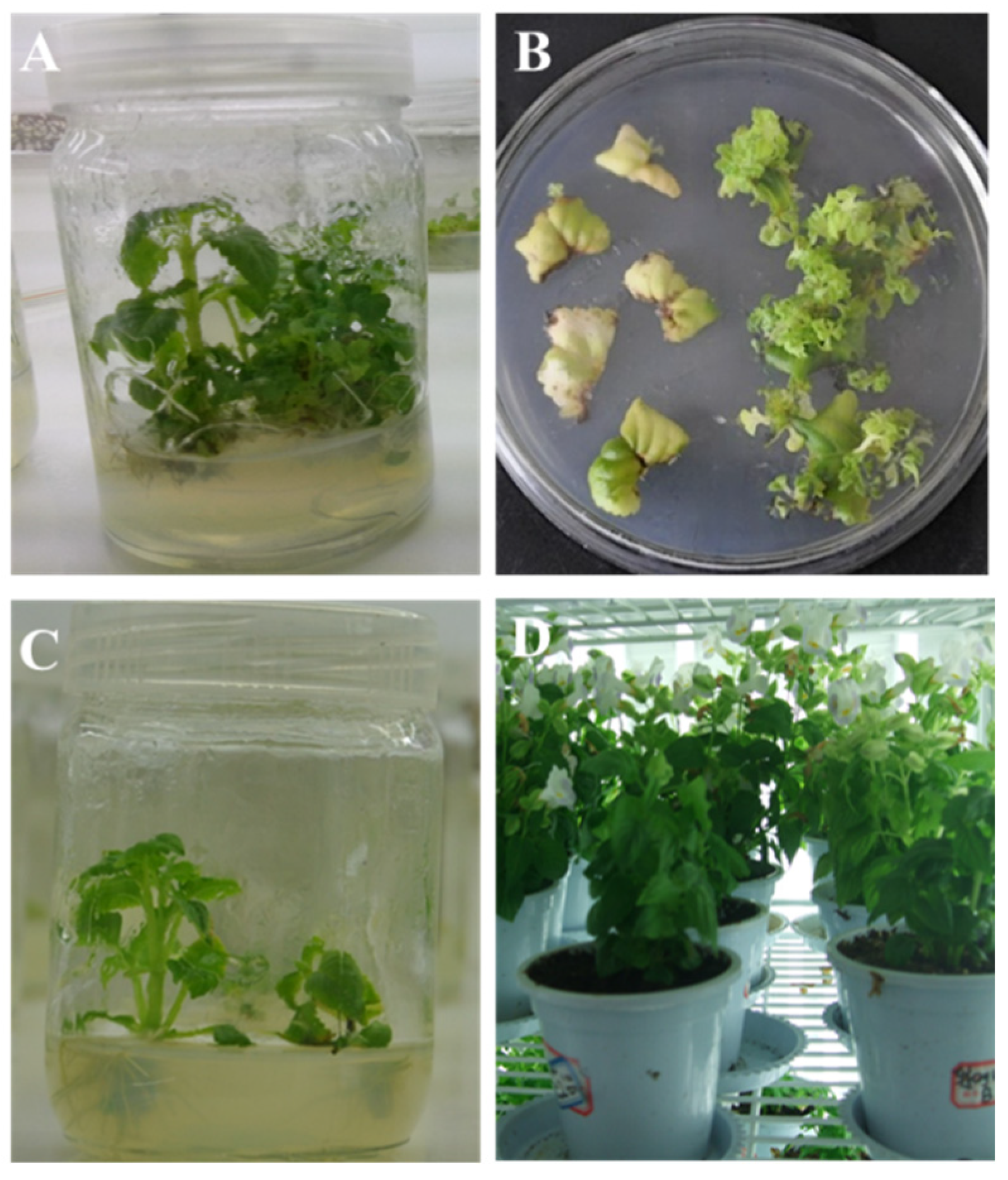 Plants 13 03568 g002