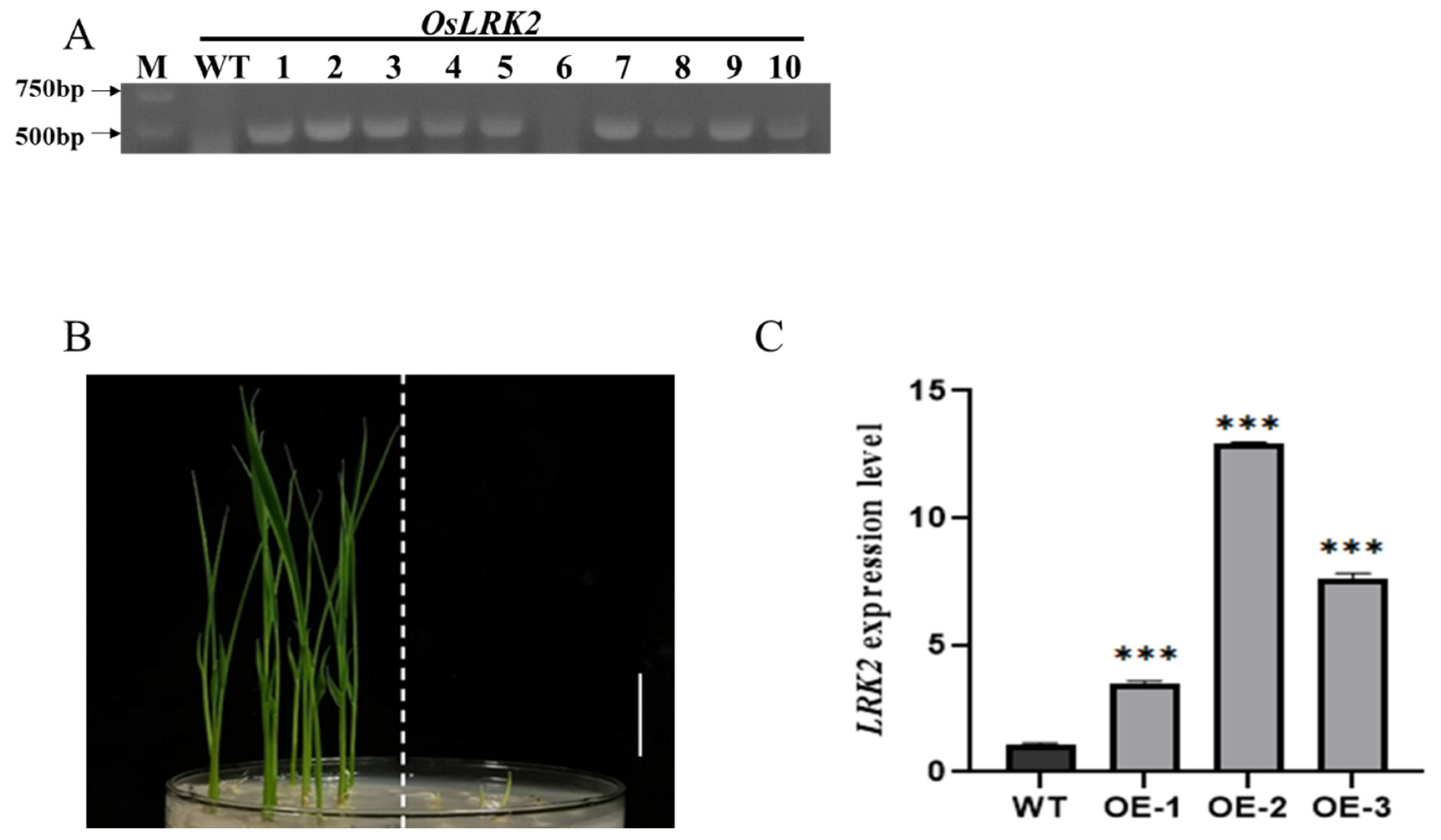 Plants 13 03569 g001