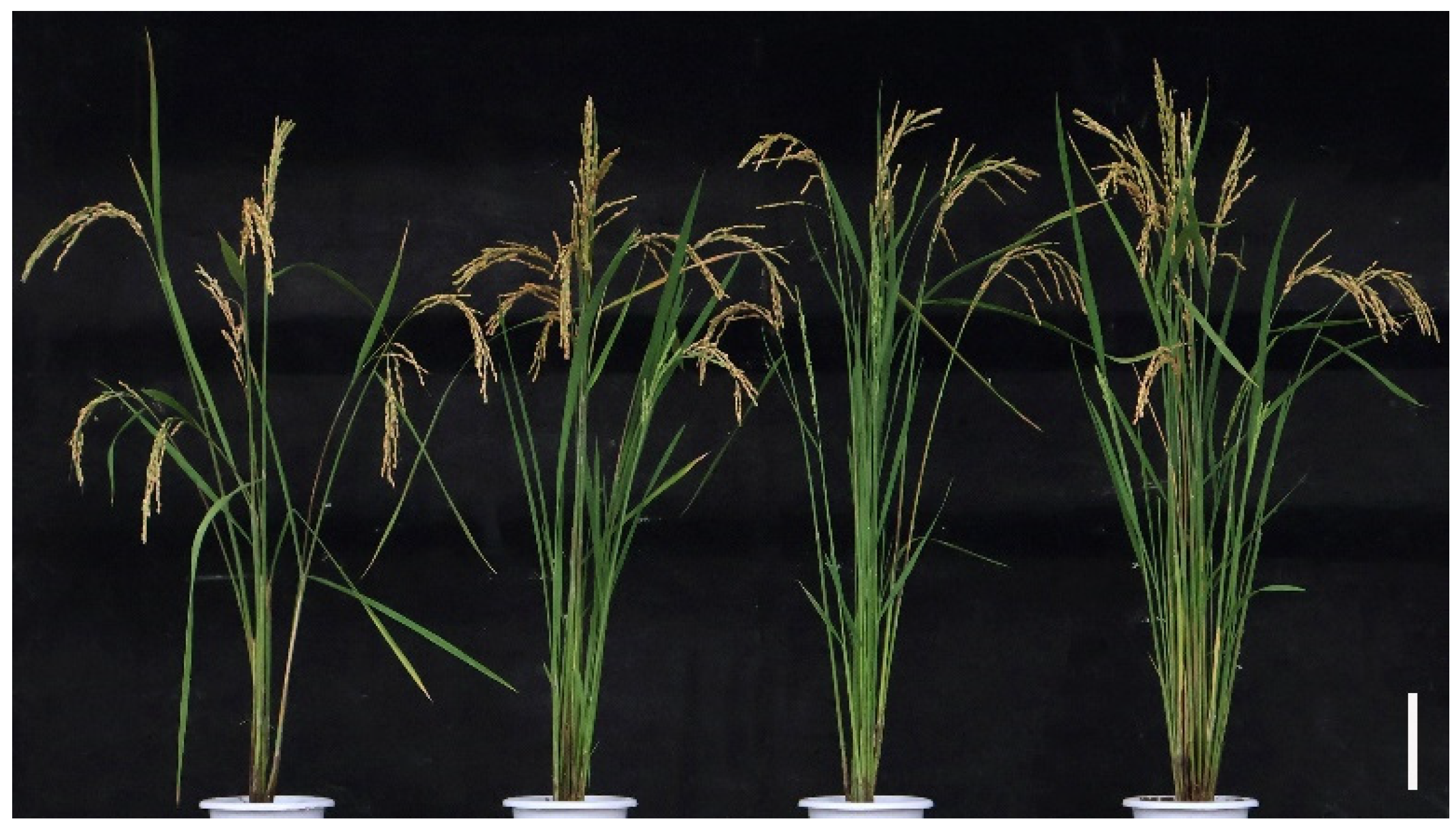 Plants 13 03569 g002