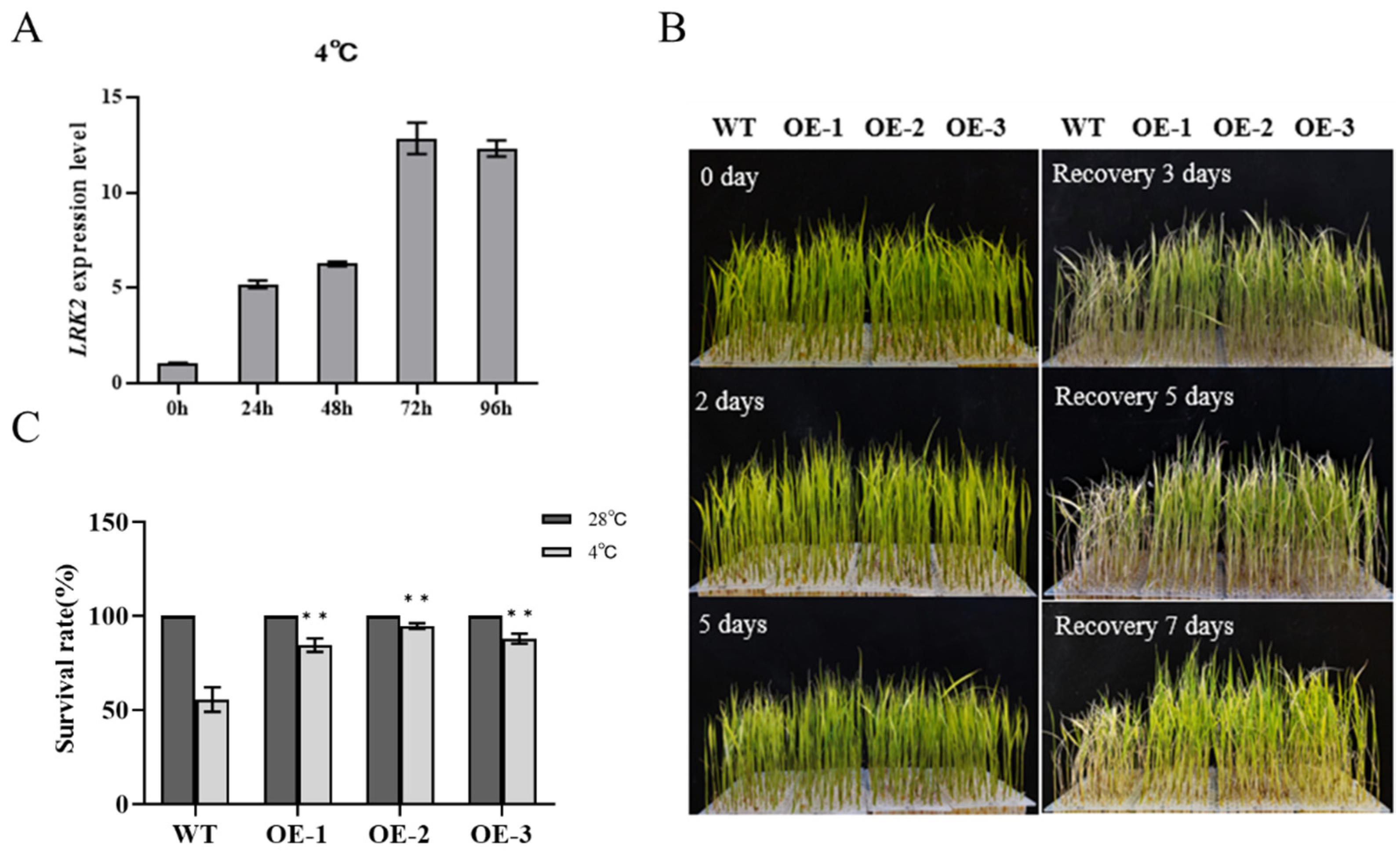 Plants 13 03569 g003