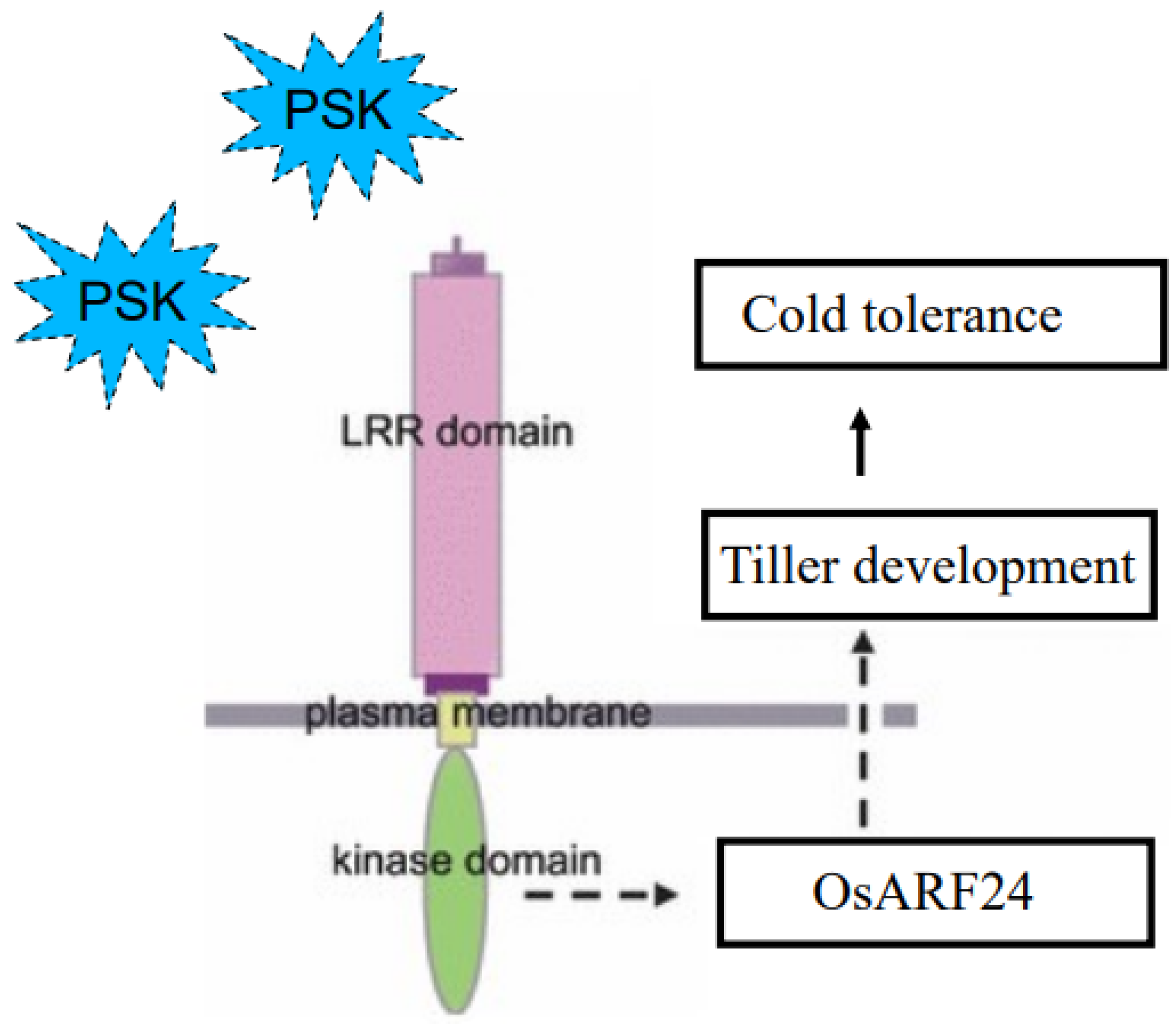 Plants 13 03569 g006