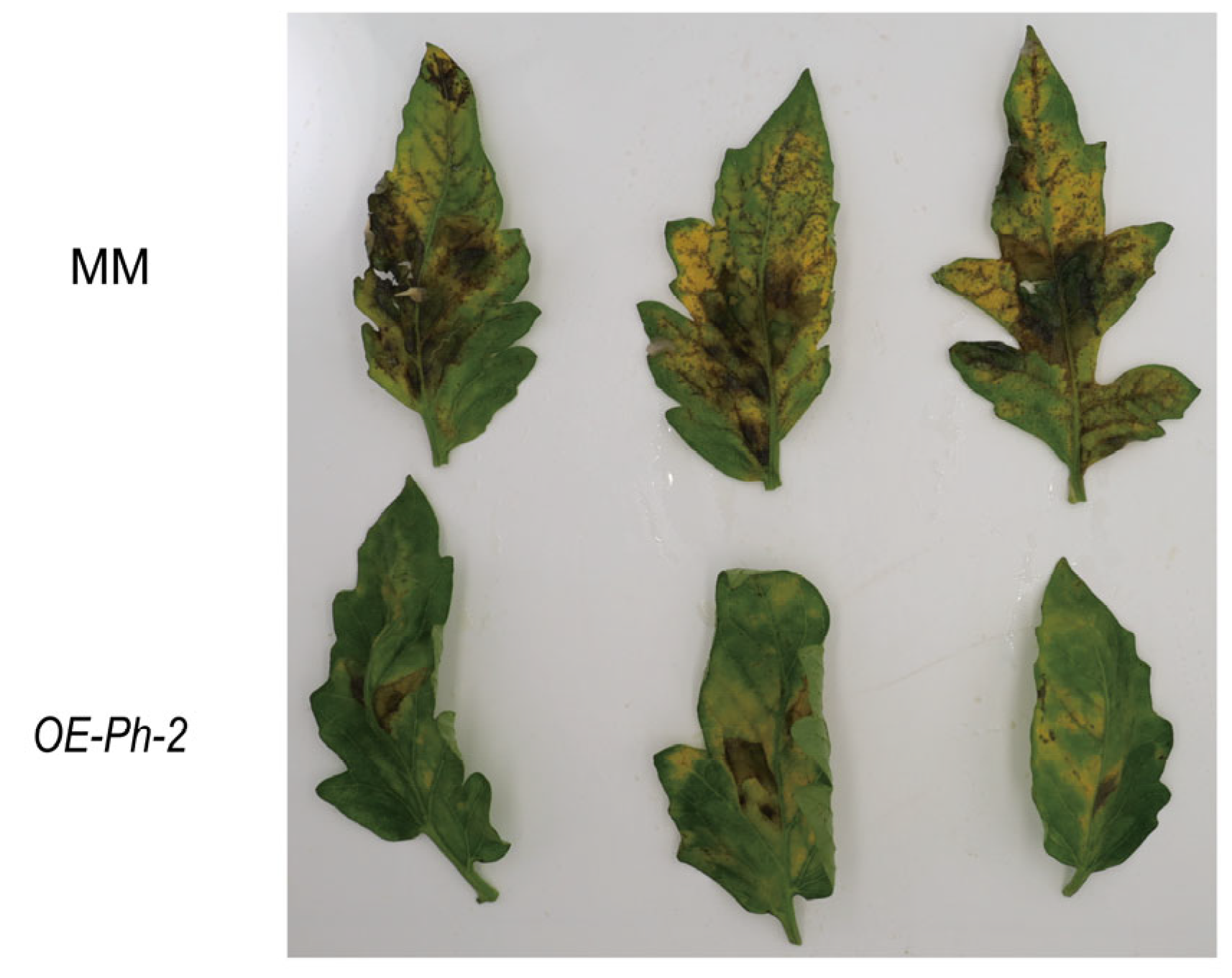 Plants 13 03572 g003