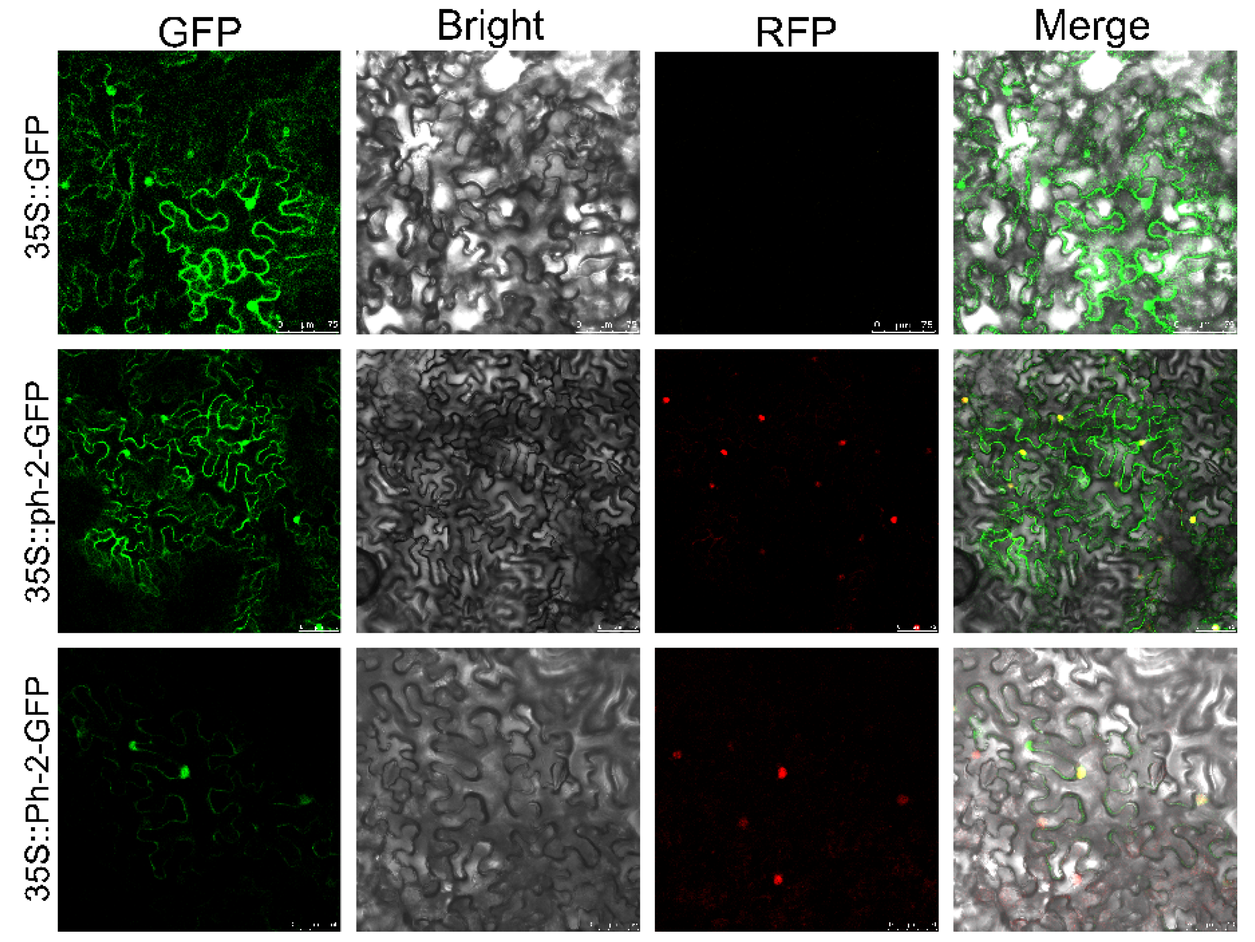 Plants 13 03572 g004