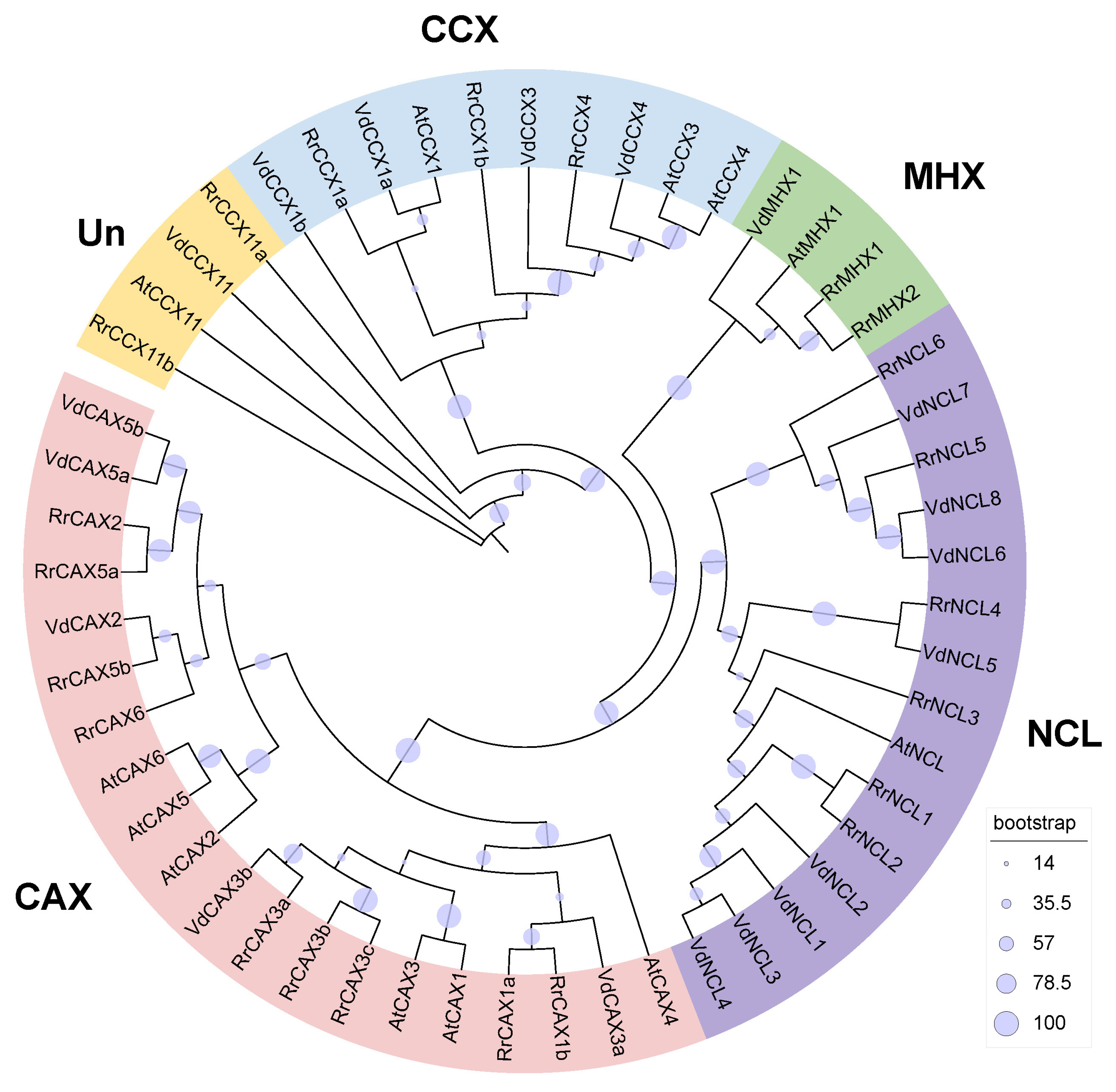 Plants 13 03582 g001