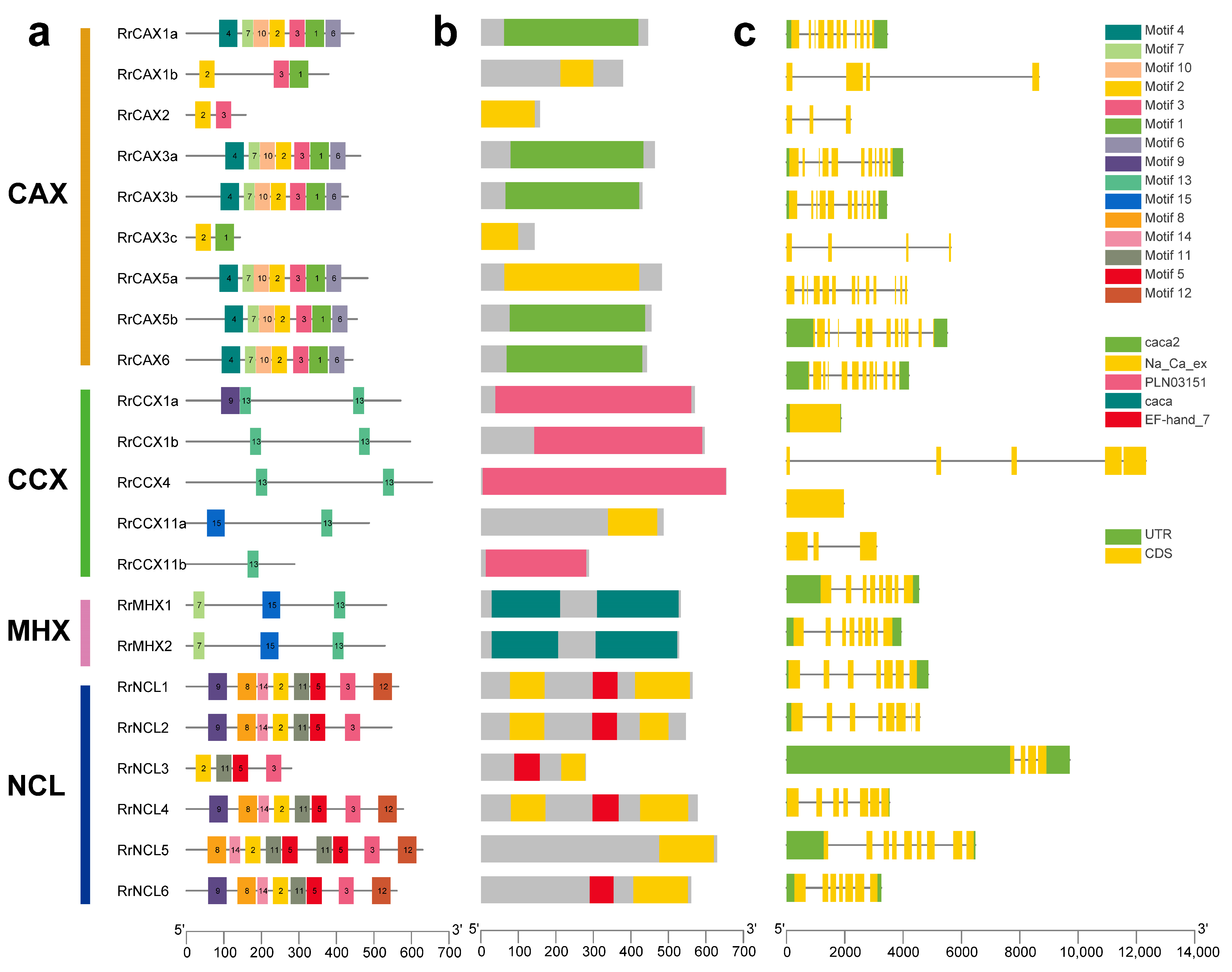 Plants 13 03582 g003