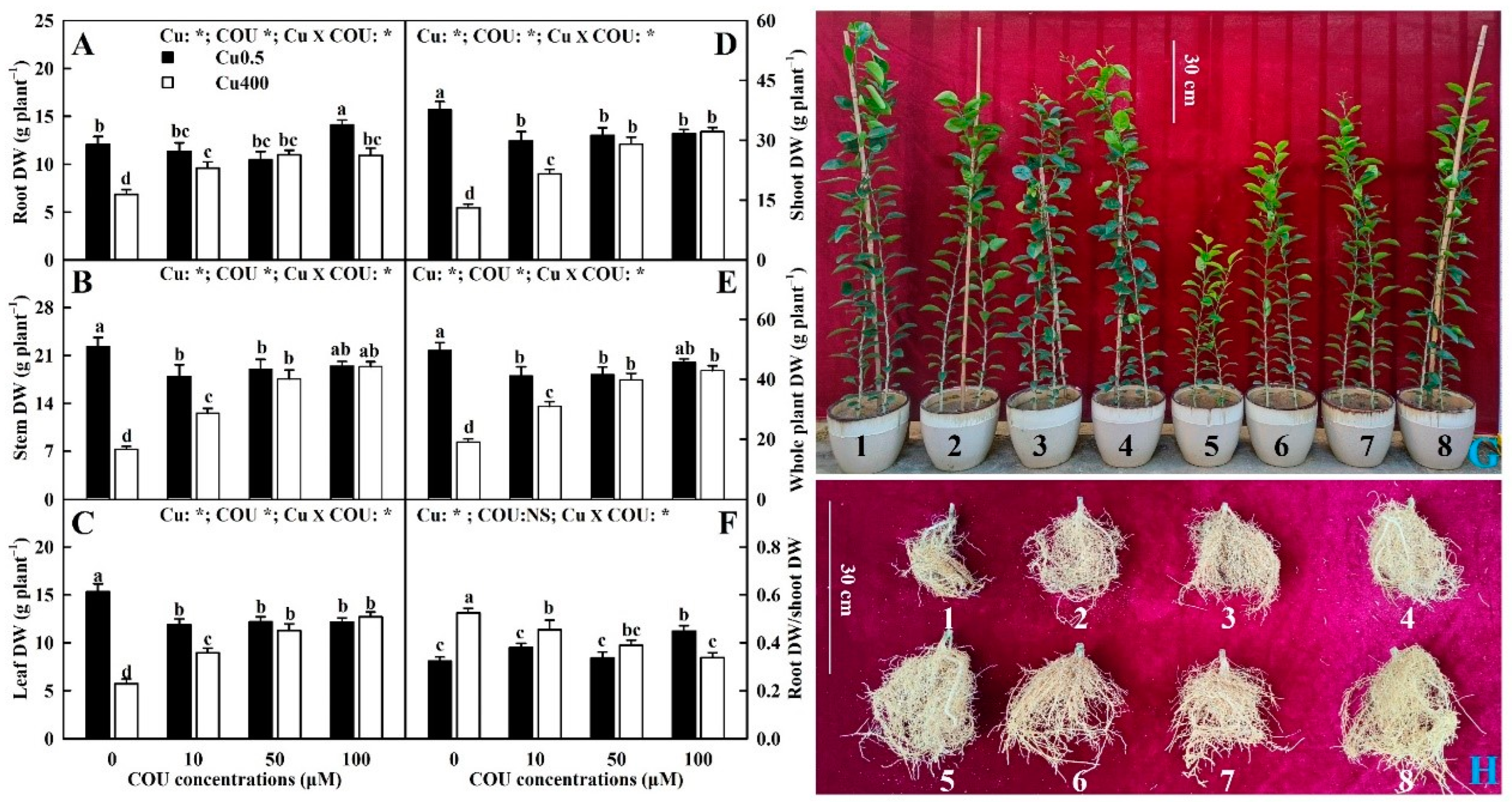 Plants 13 03584 g001
