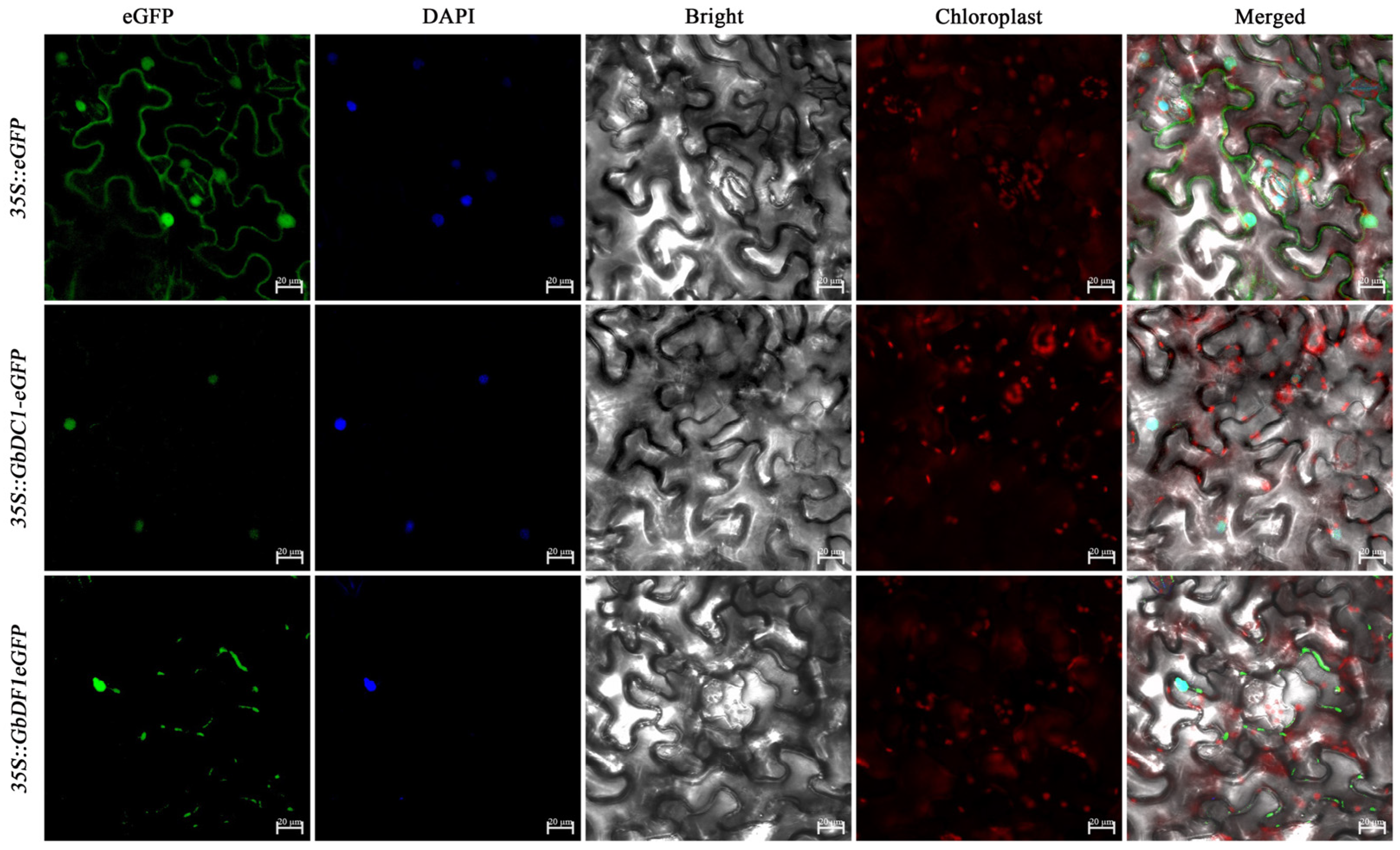 Plants 13 03589 g006
