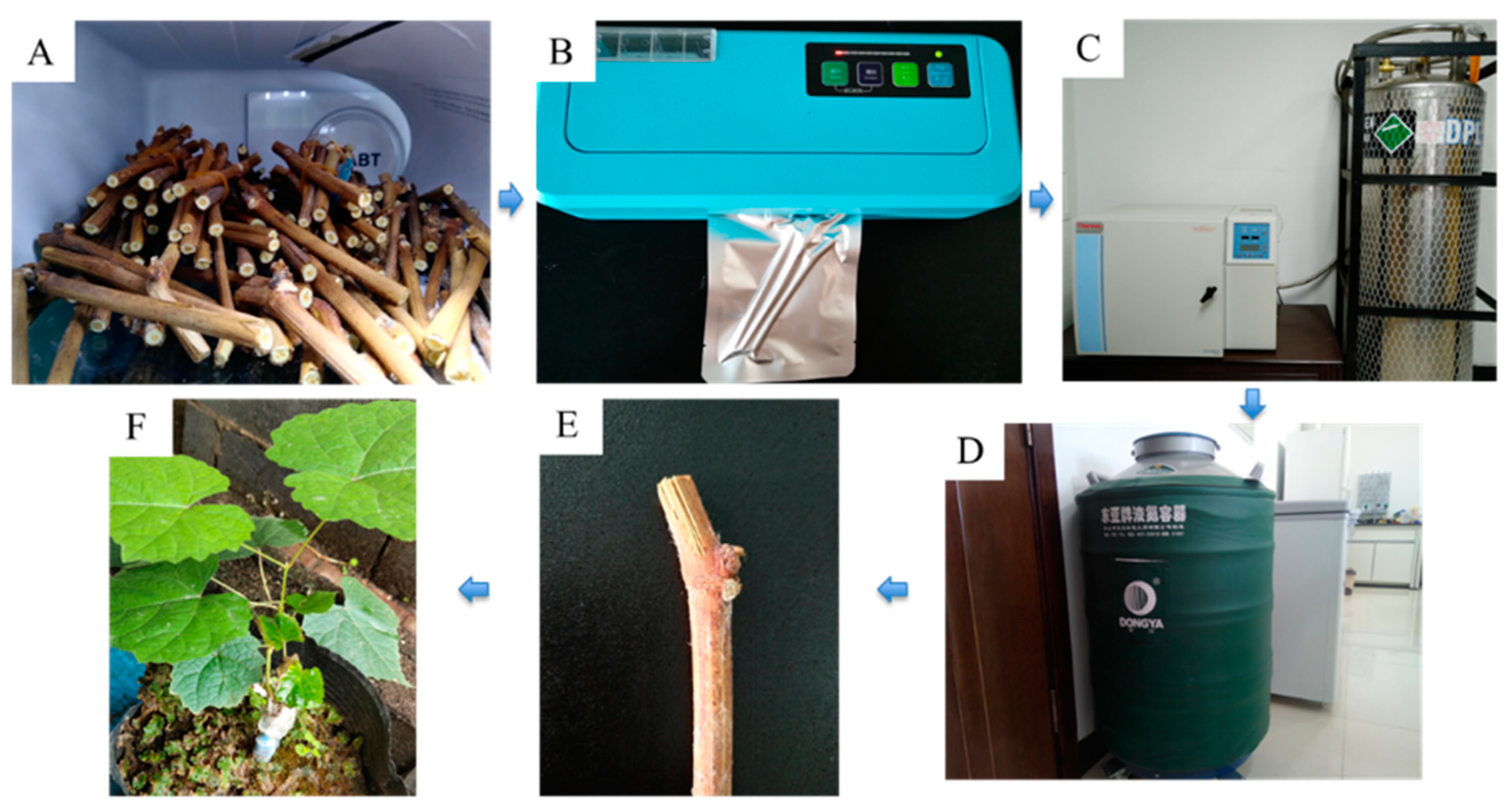 Plants 13 03590 g003