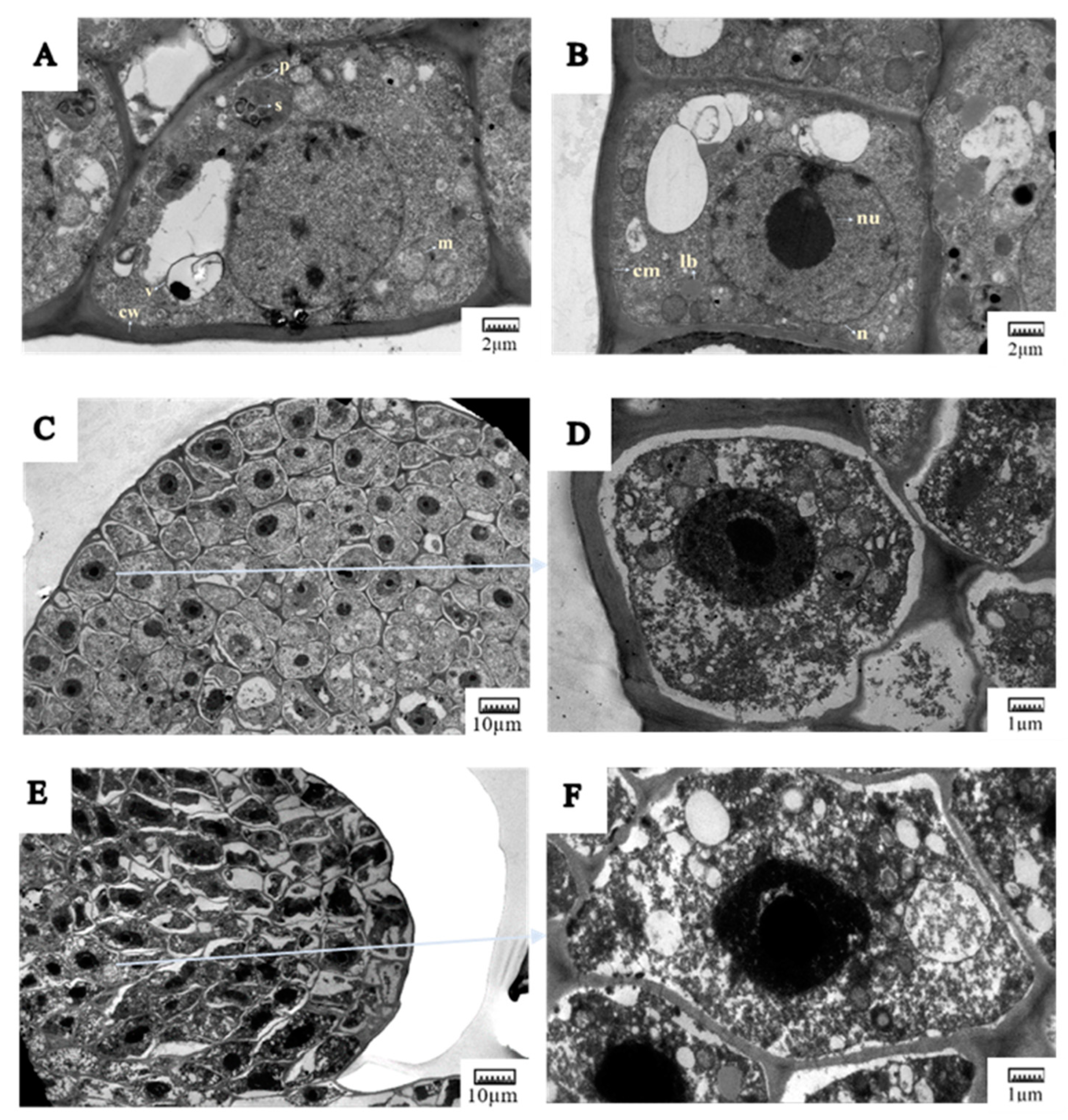 Plants 13 03590 g006