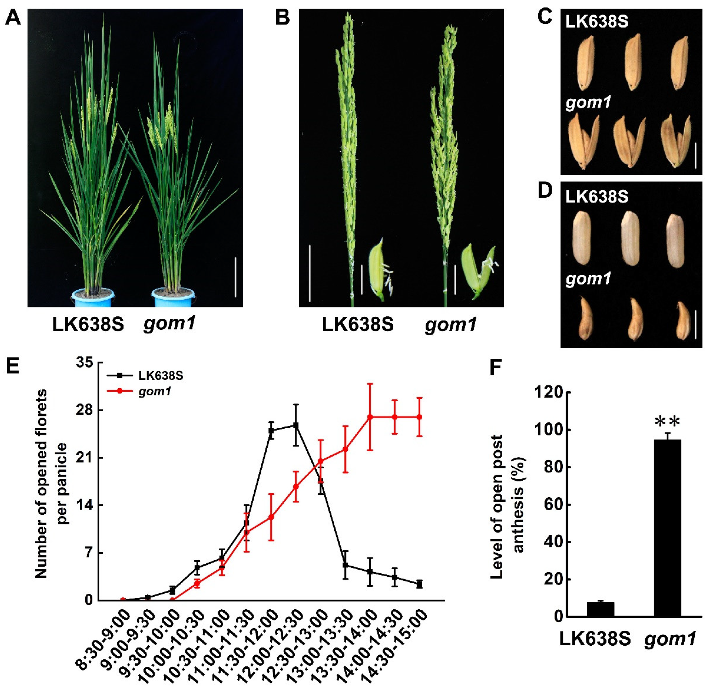 Plants 14 00005 g001