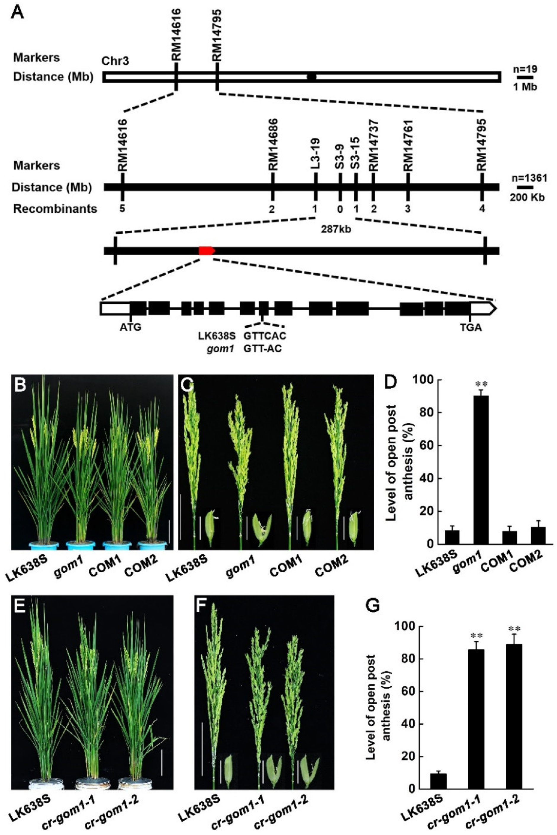 Plants 14 00005 g004