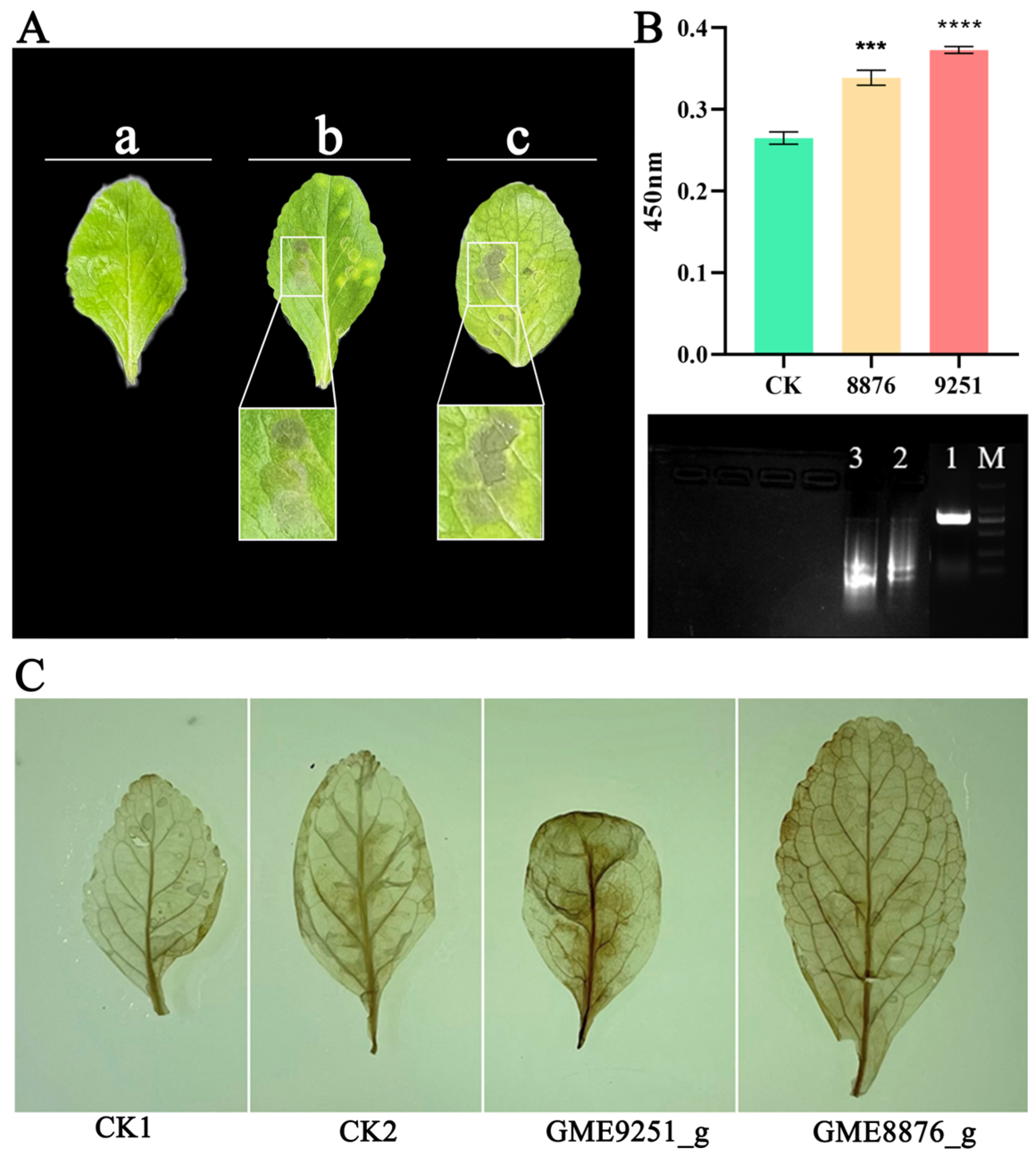 Plants 14 00038 g005