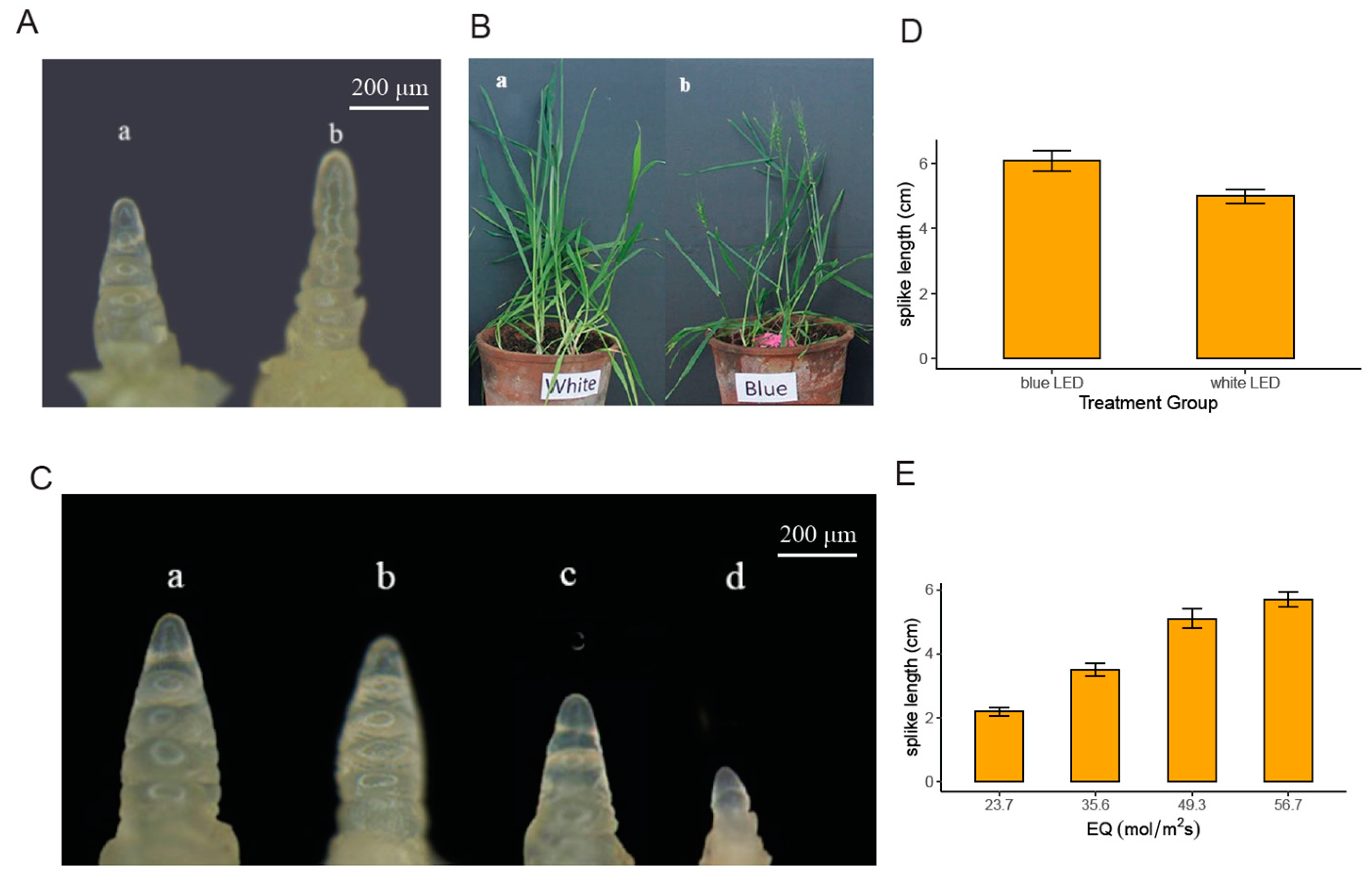 Plants 14 00046 g001 Plants 14 00046 g001