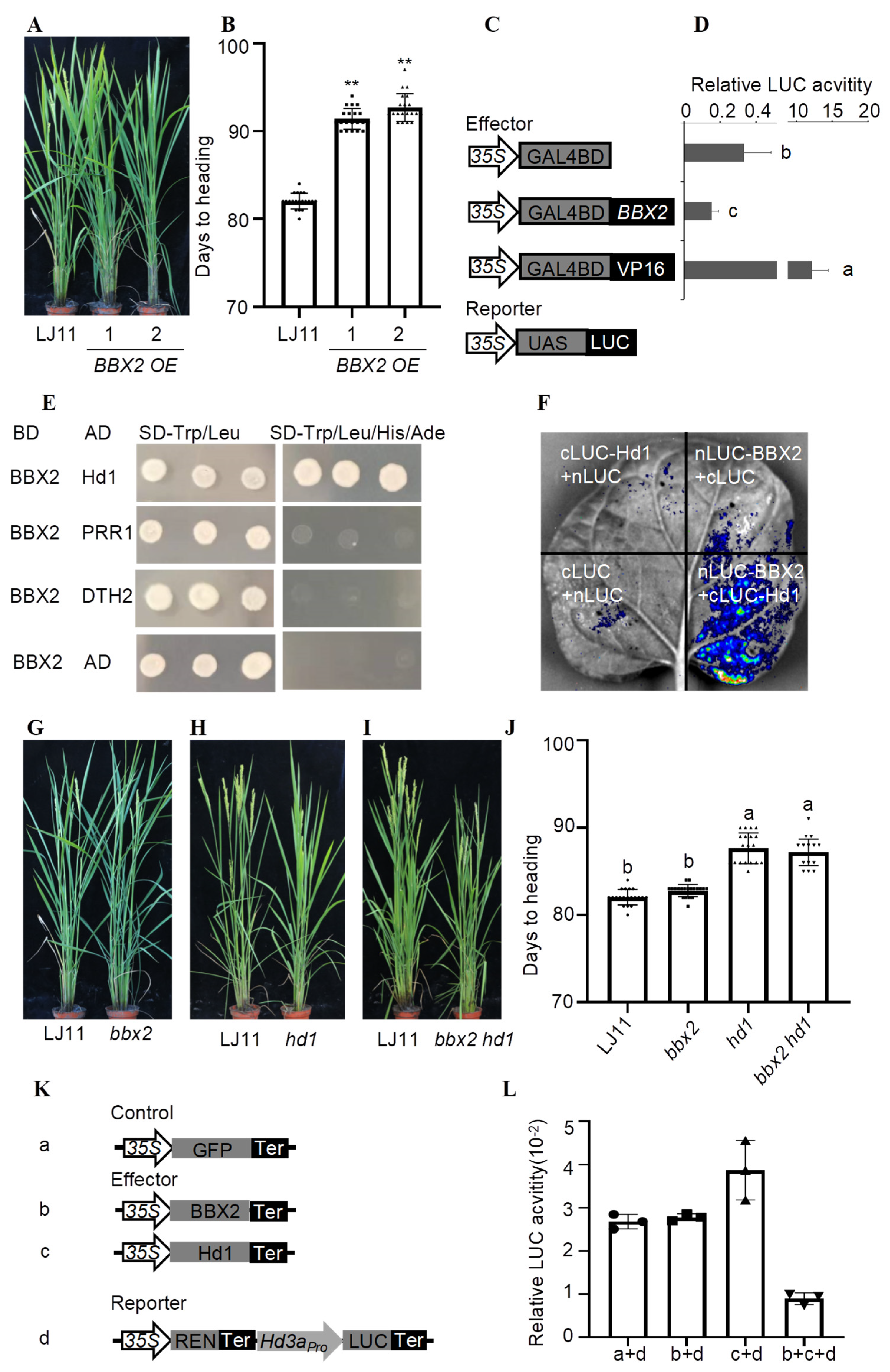 Plants 14 00048 g001