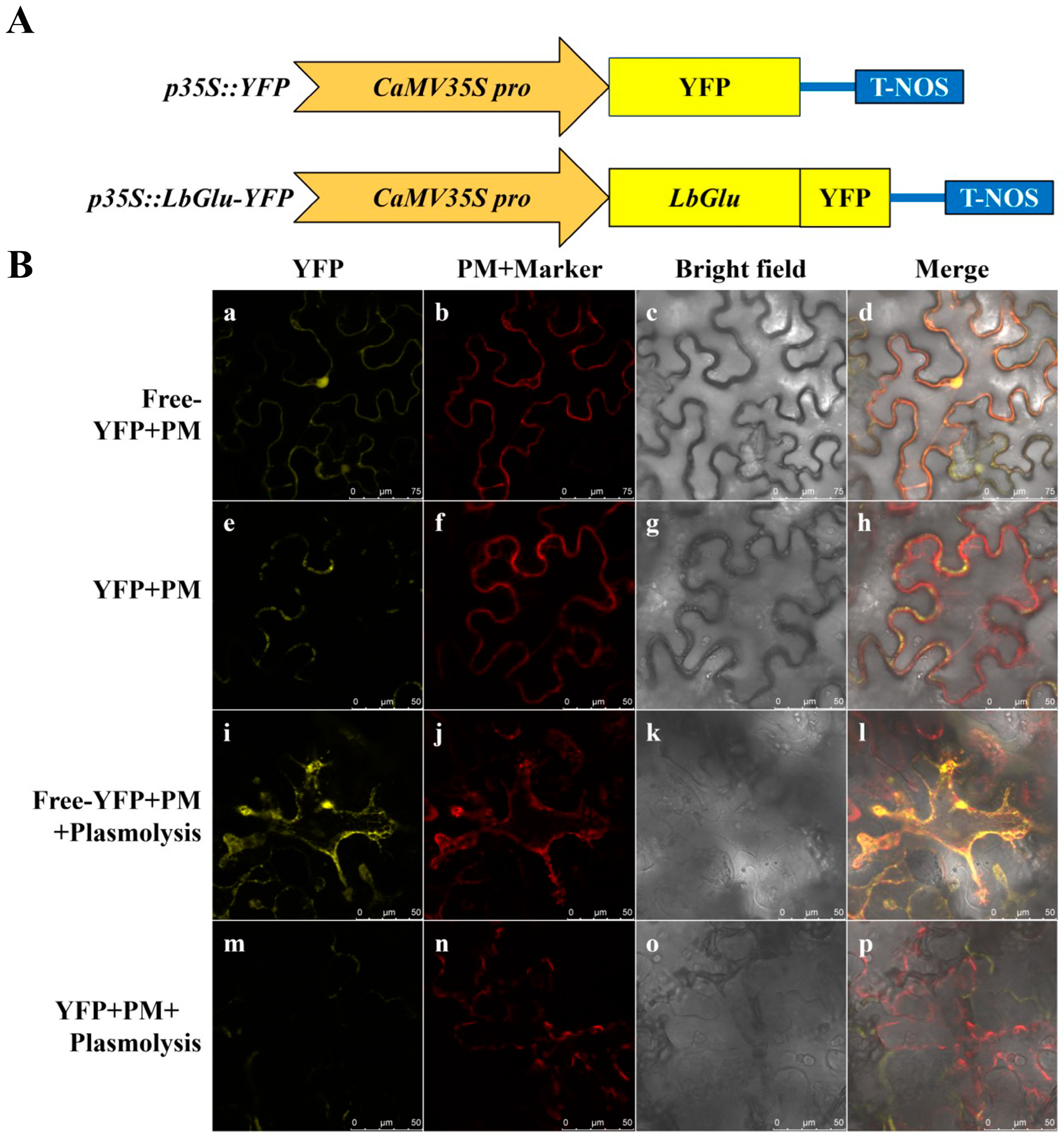 Plants 14 00052 g007