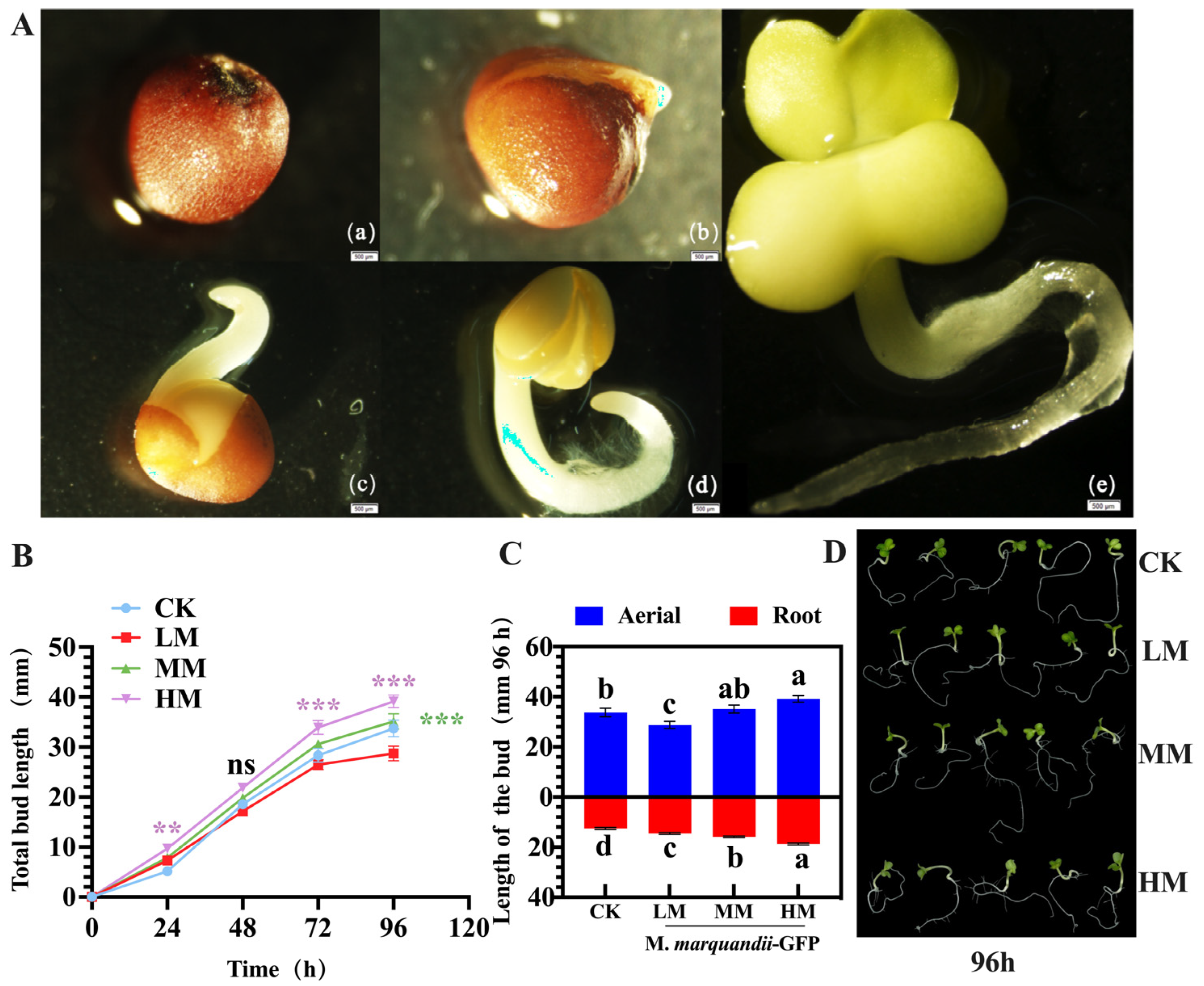 Plants 14 00058 g001