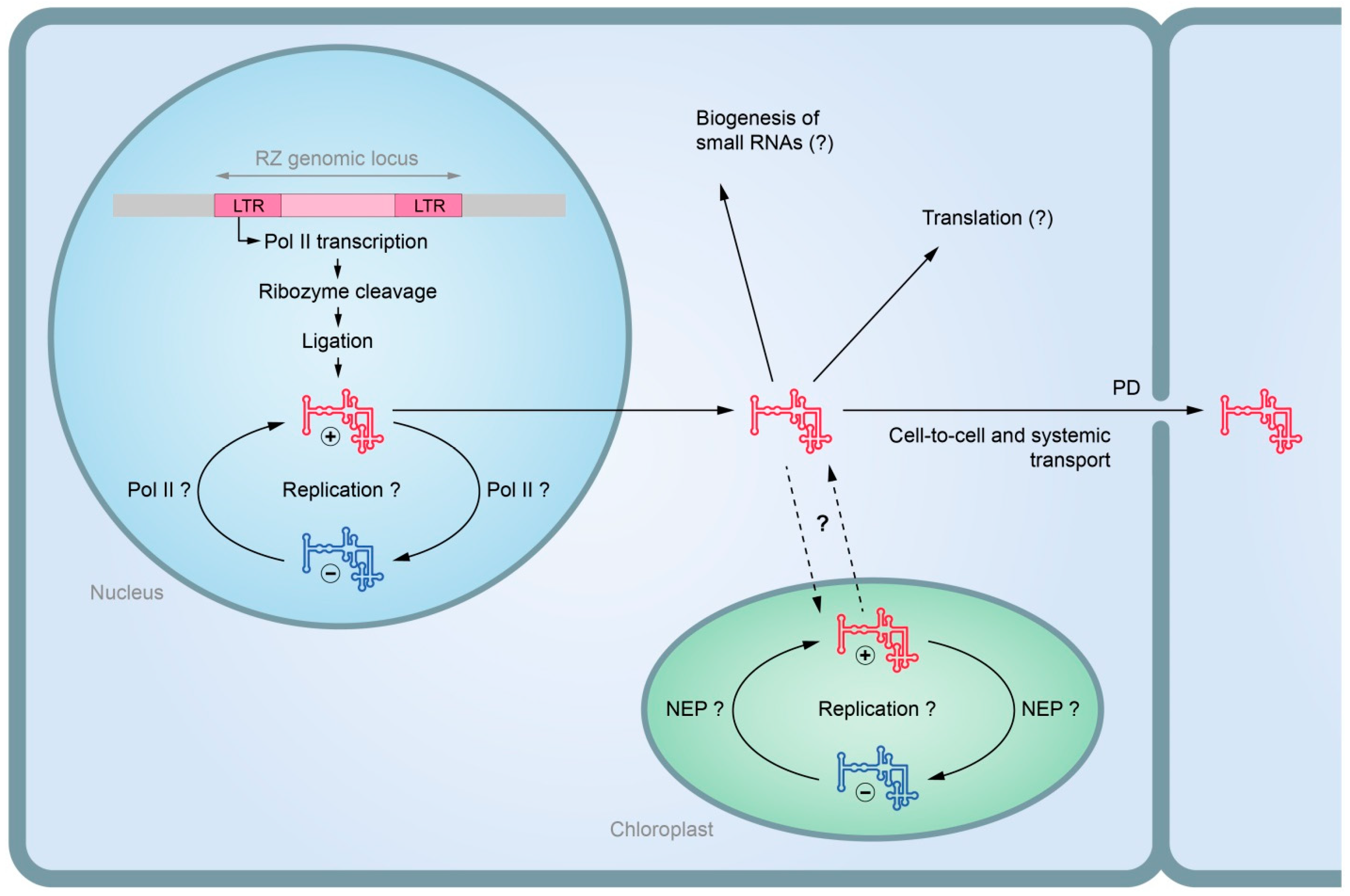 Plants 14 00061 g002