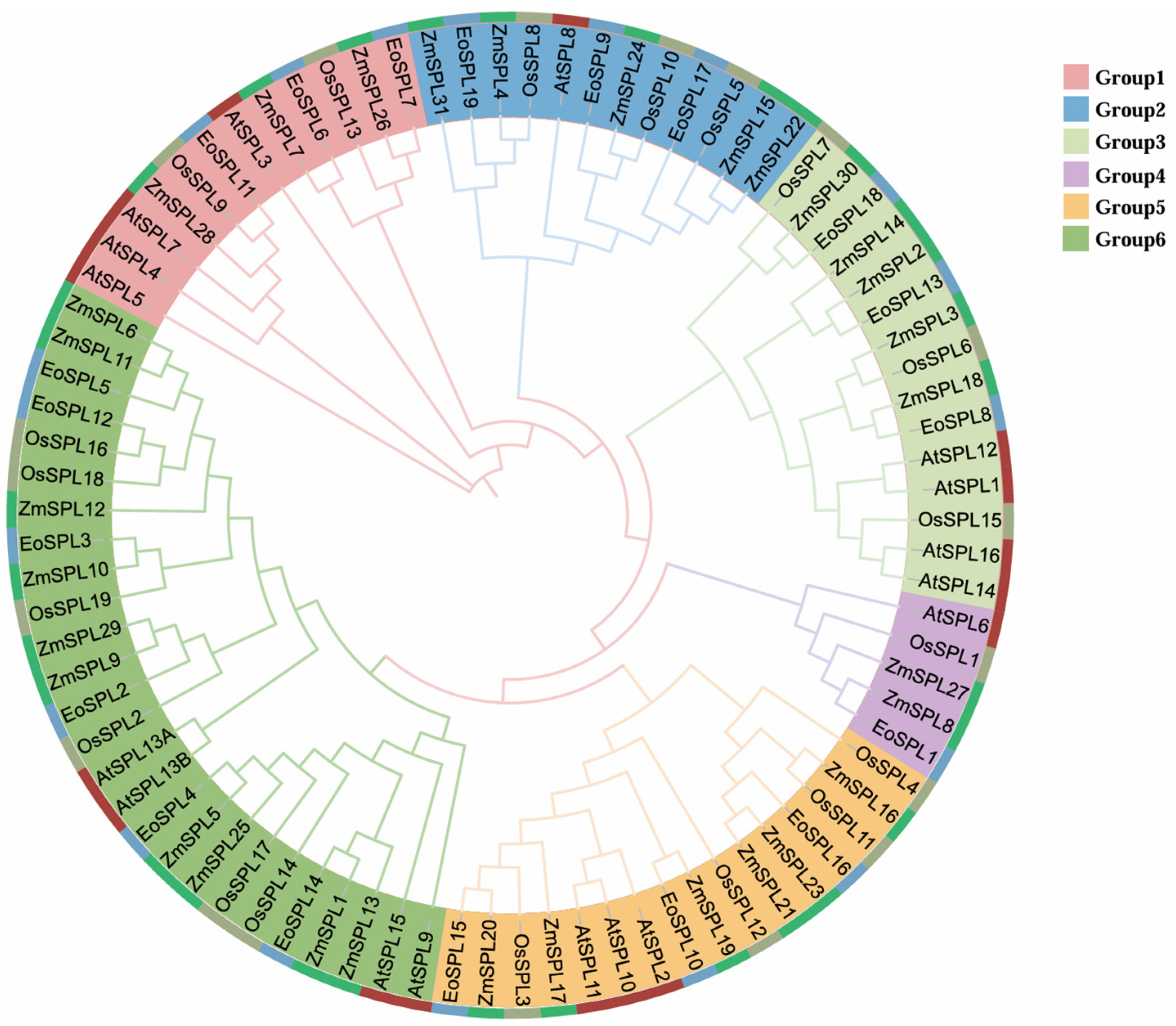 Genome-Wide Identification and Expression Profiling of the SPL ...