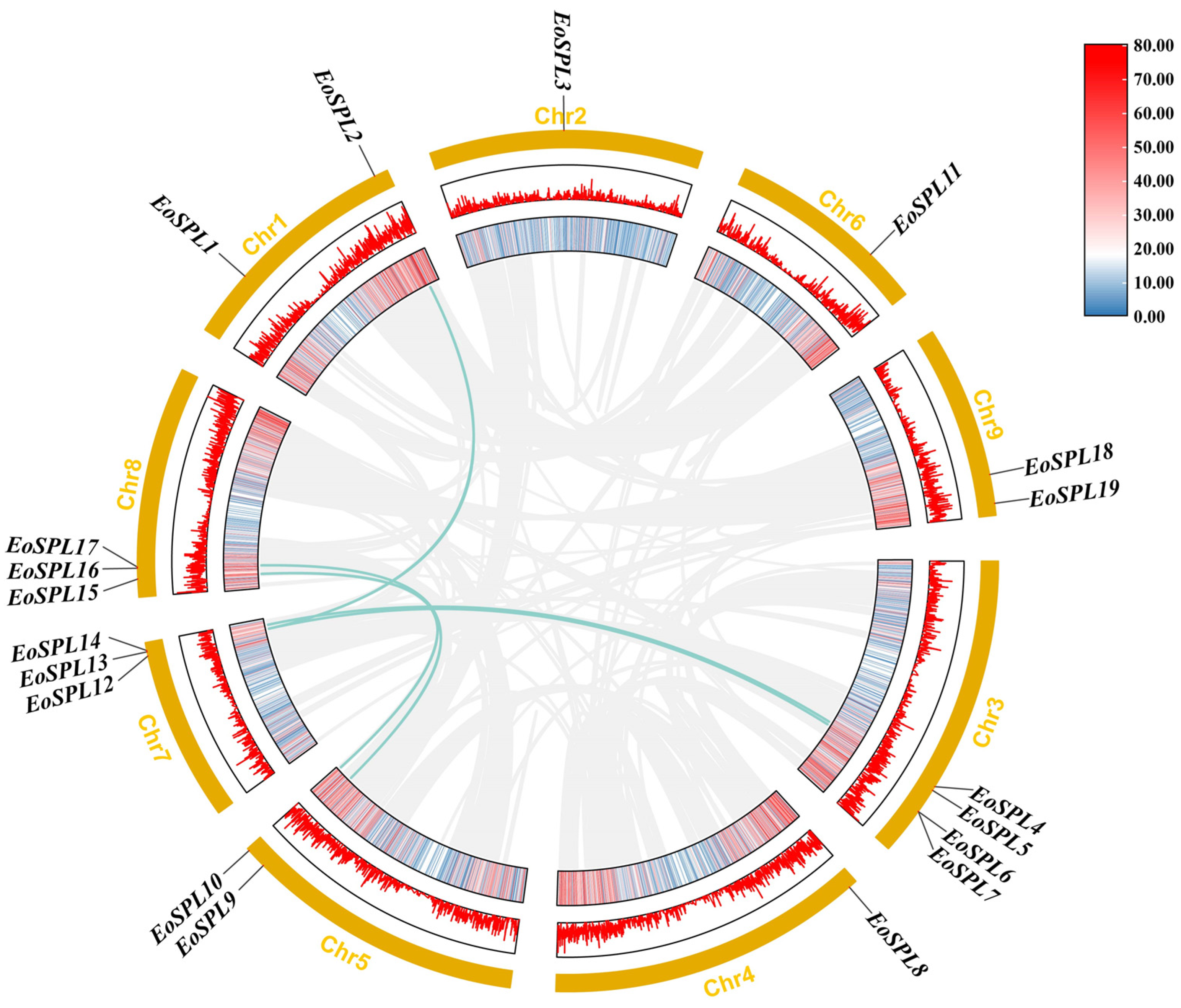 Genome-Wide Identification and Expression Profiling of the SPL ...