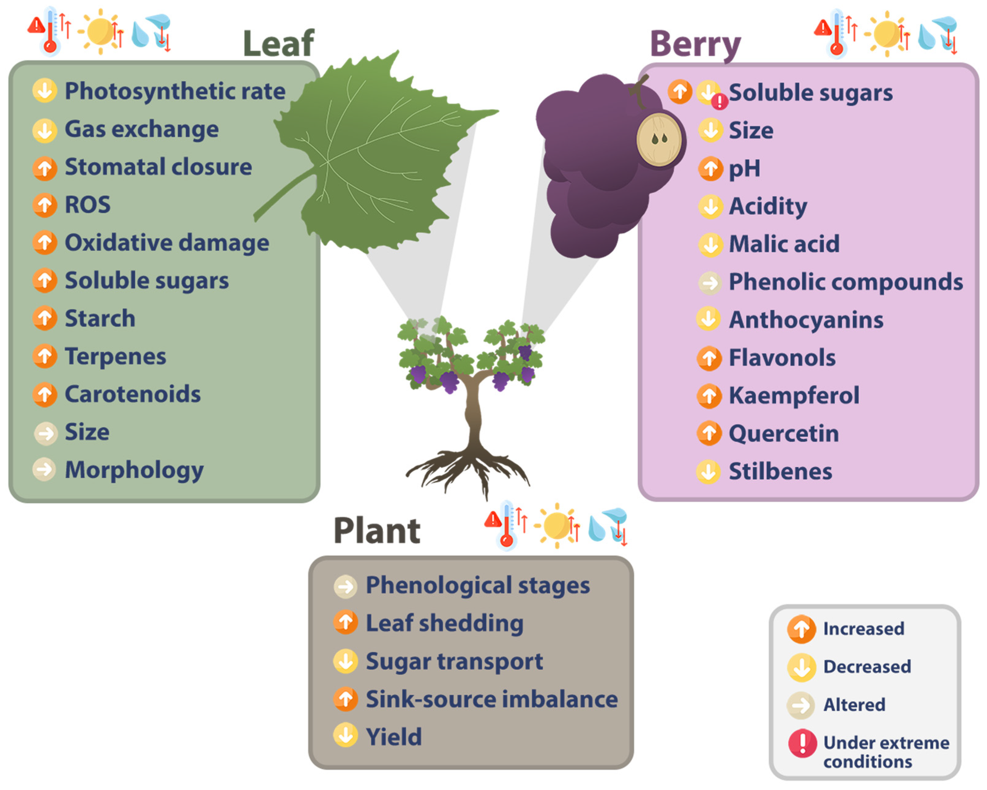 Plants 14 00104 g001