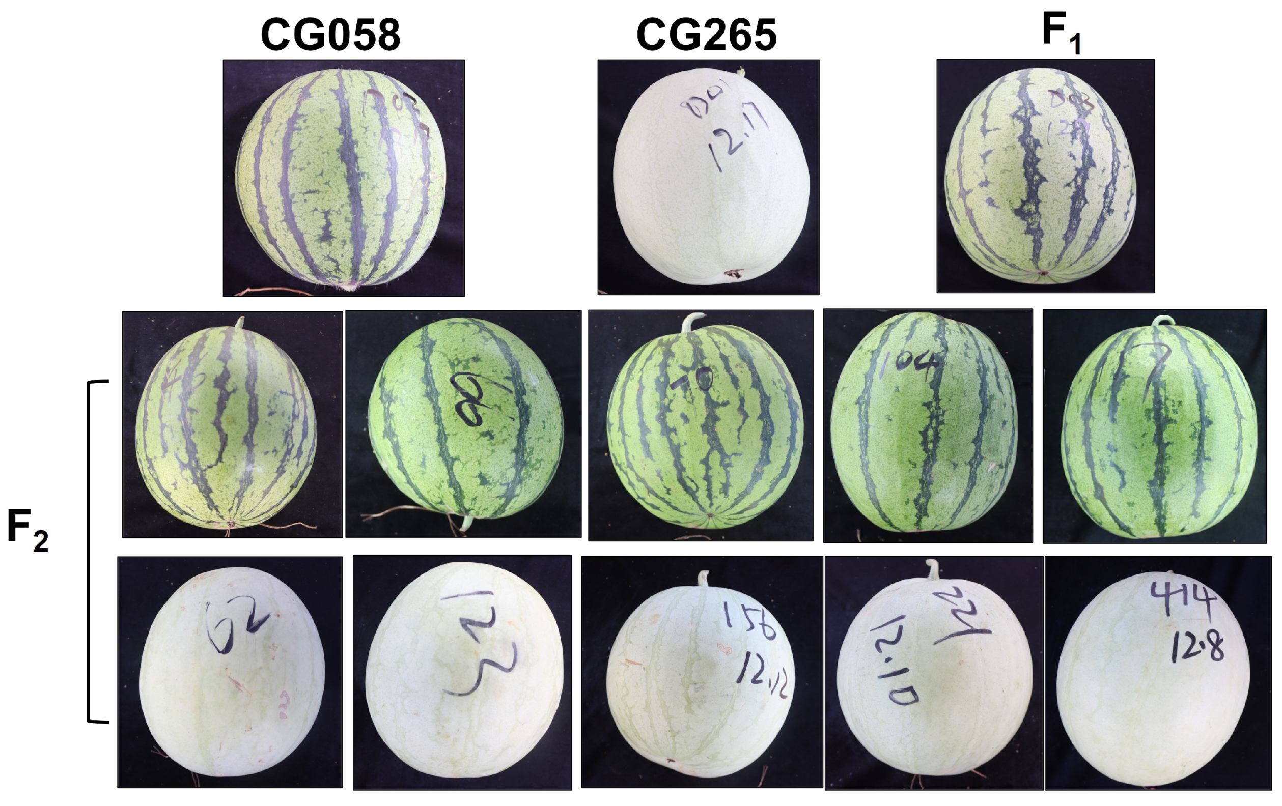 Plants 14 00113 g001