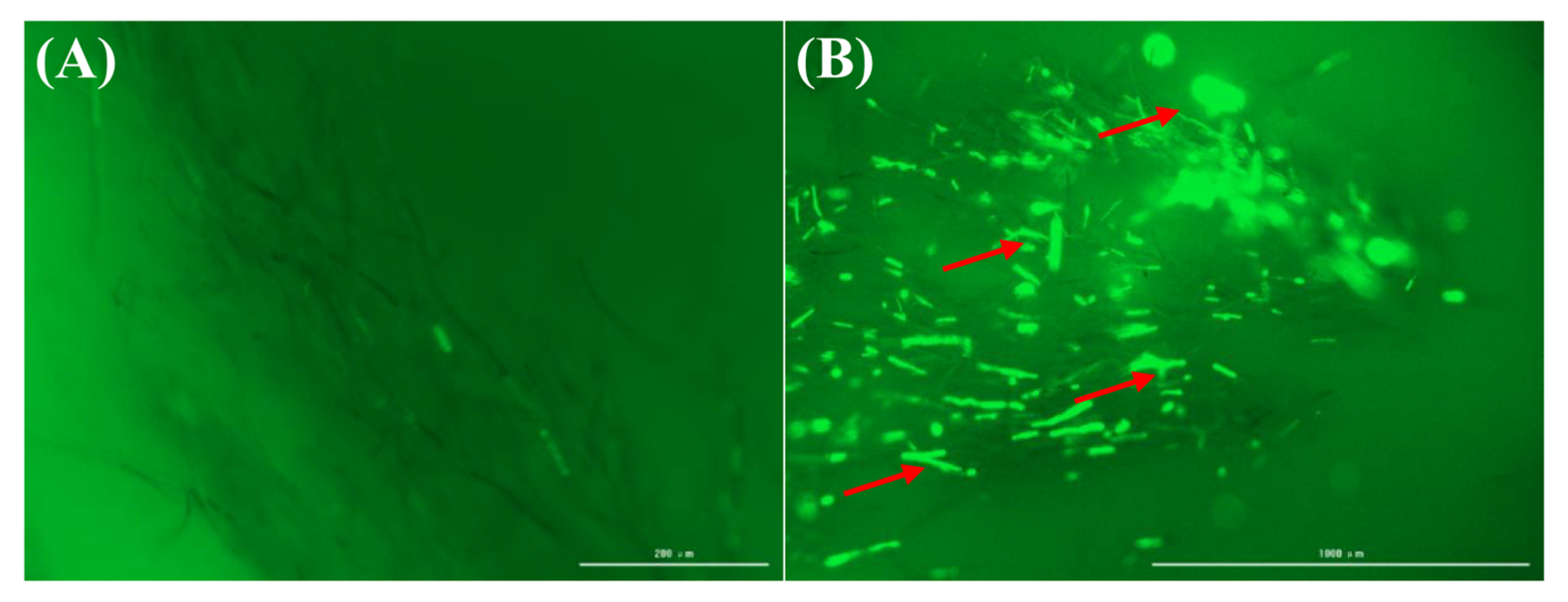 Plants 14 00120 g003