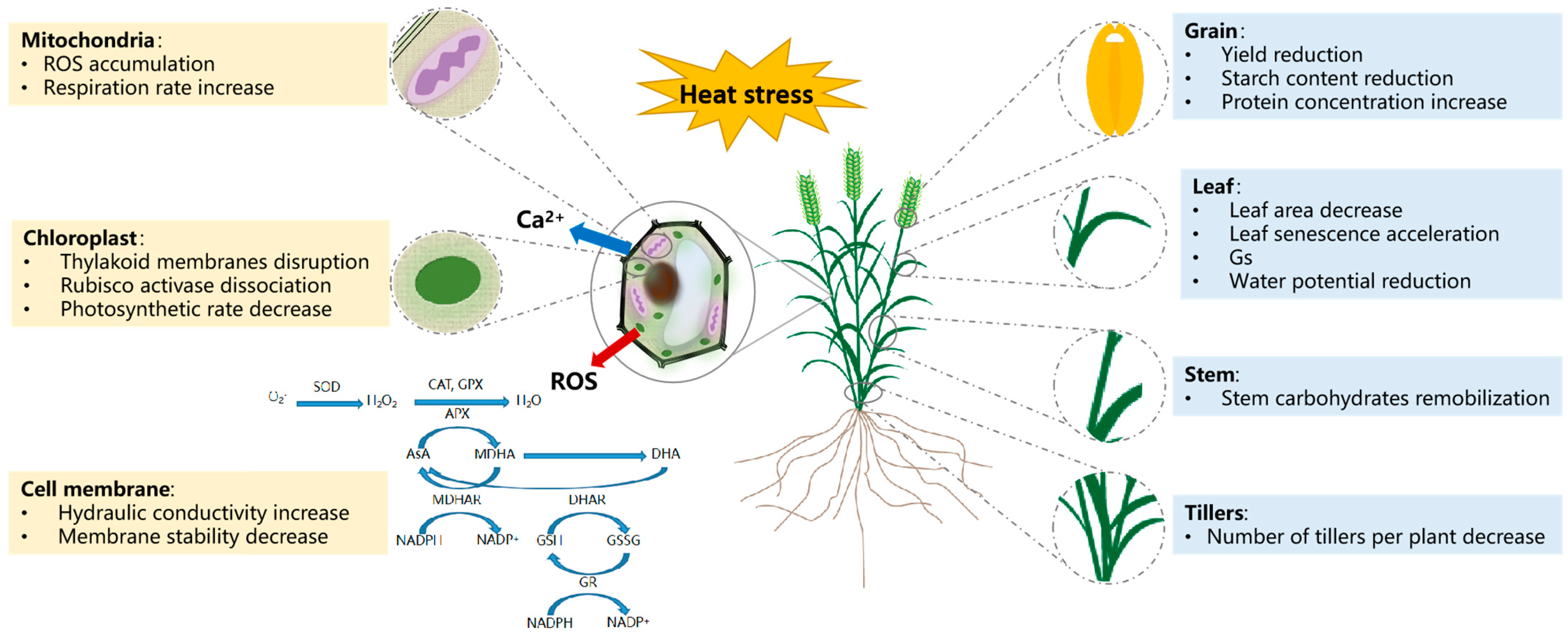 Plants 14 00148 g001